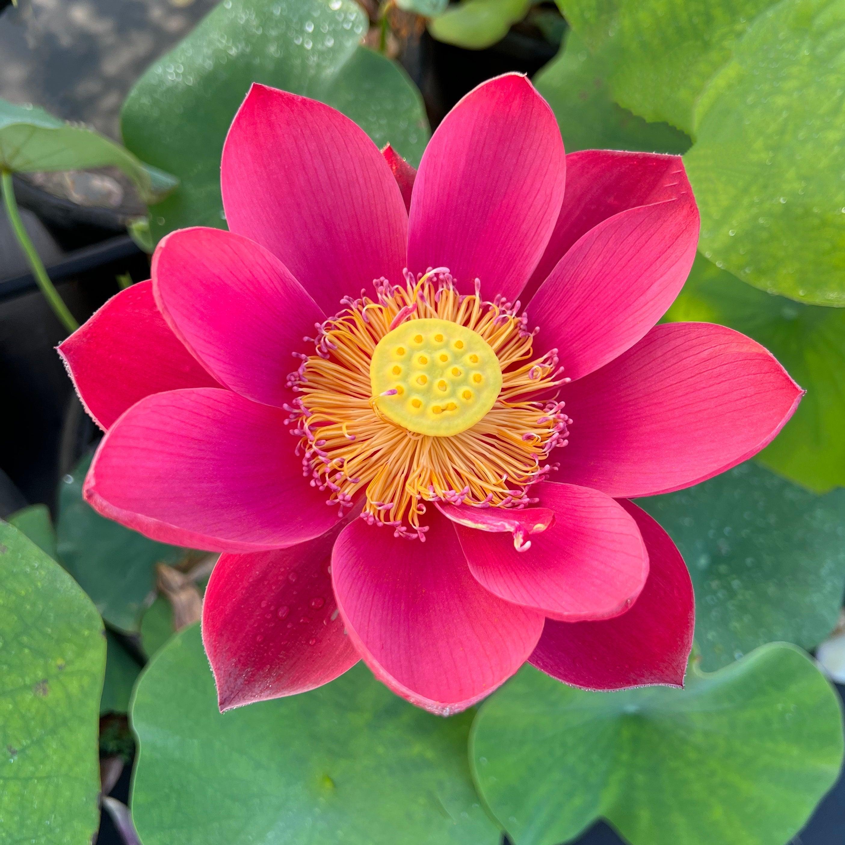 2024 Happy Lover Lotus (Bare Root) - Globalnestes