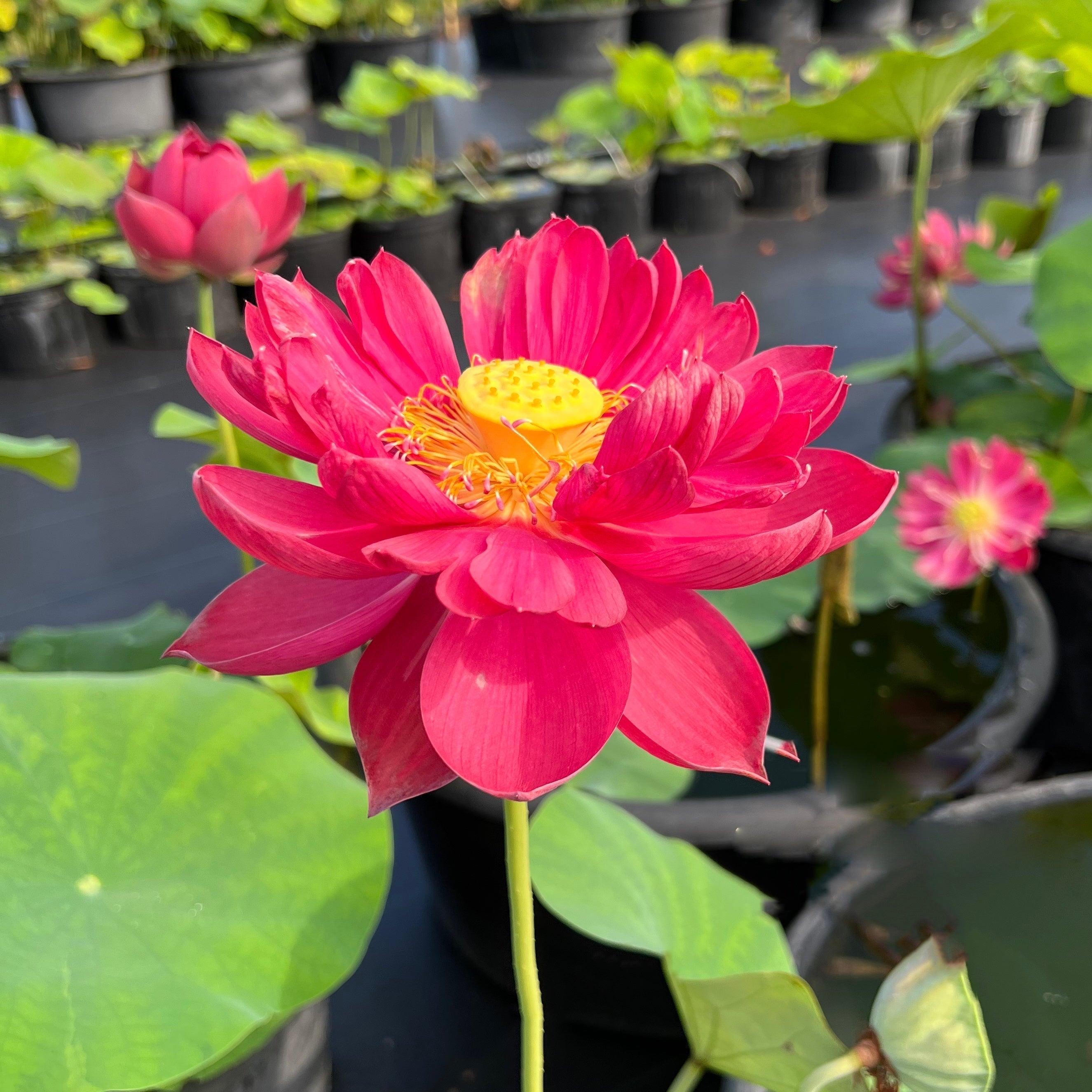 2024 Happy Lover Lotus (Bare Root) - Globalnestes