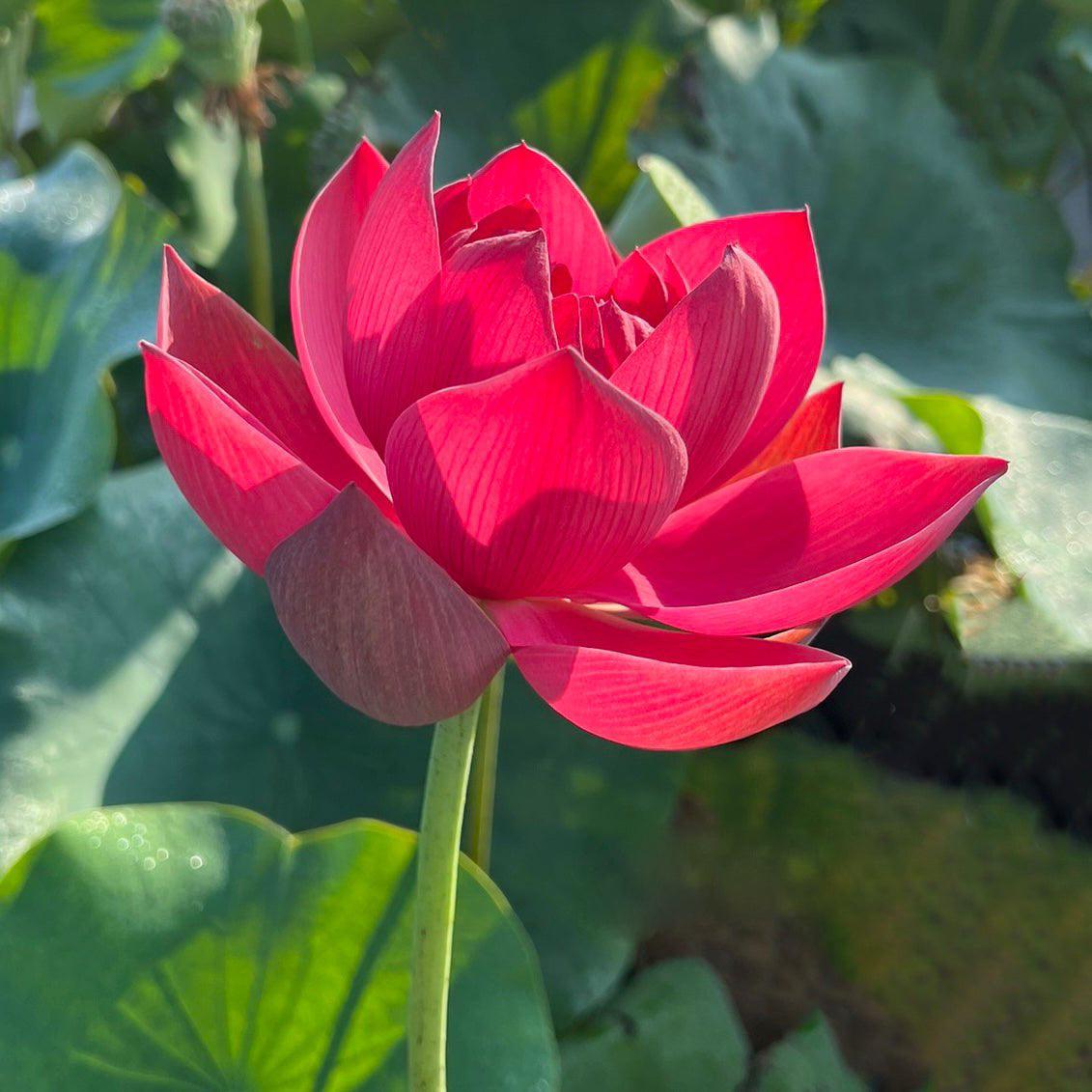 2024 Happy Lover Lotus (Bare Root) - Globalnestes