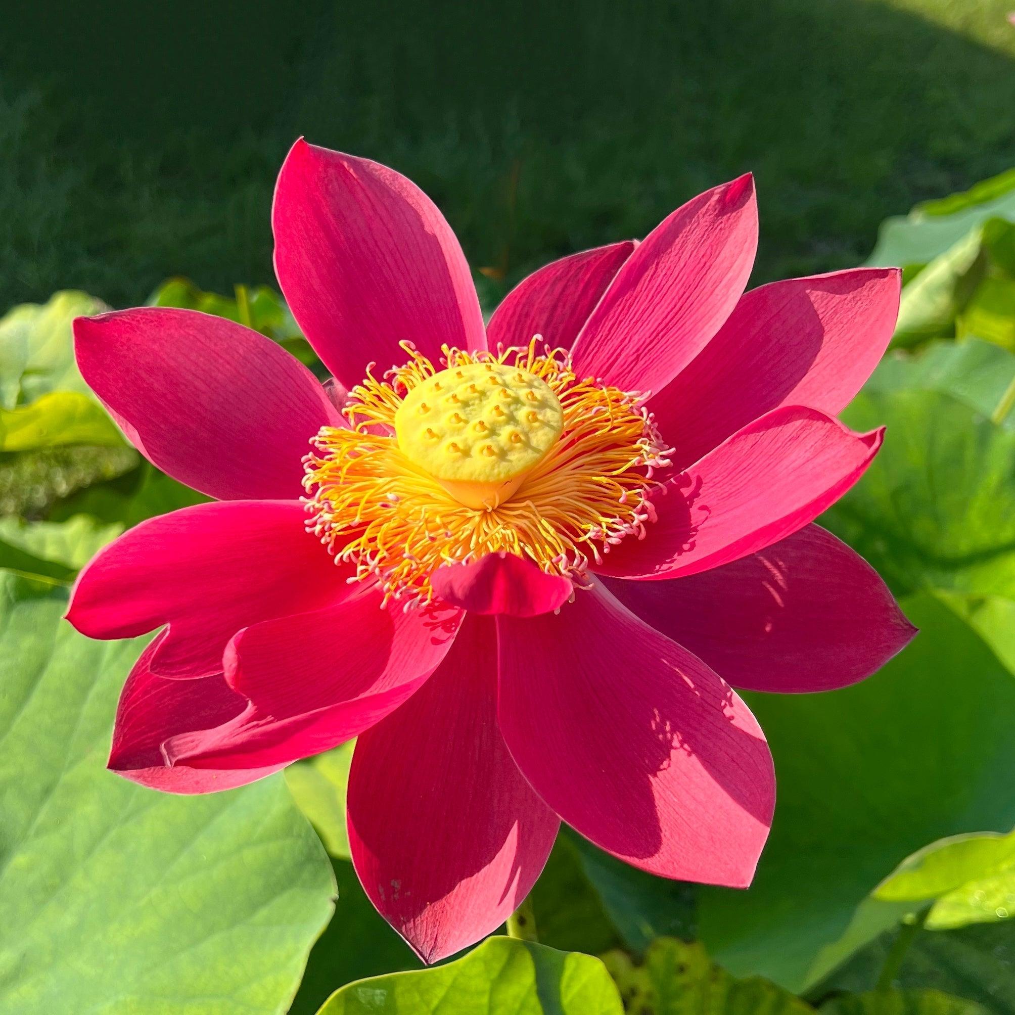 2024 Happy Lover Lotus (Bare Root) - Globalnestes