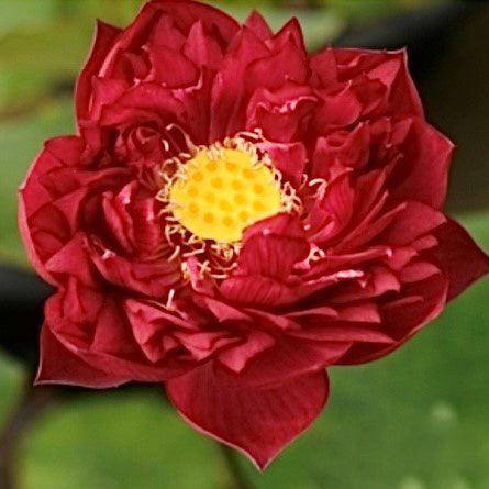 2024 Heart Blood 16 Lotus (Bare Root) - Globalnestes