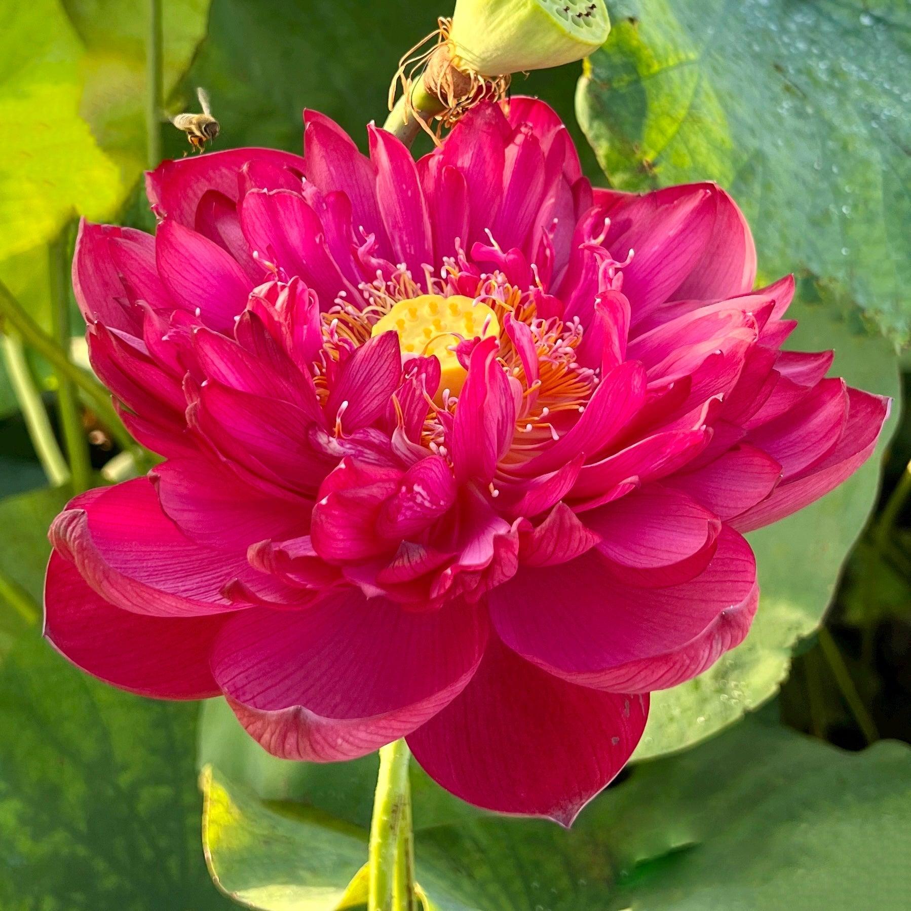 2024 Heart Blood 16 Lotus (Bare Root) - Globalnestes