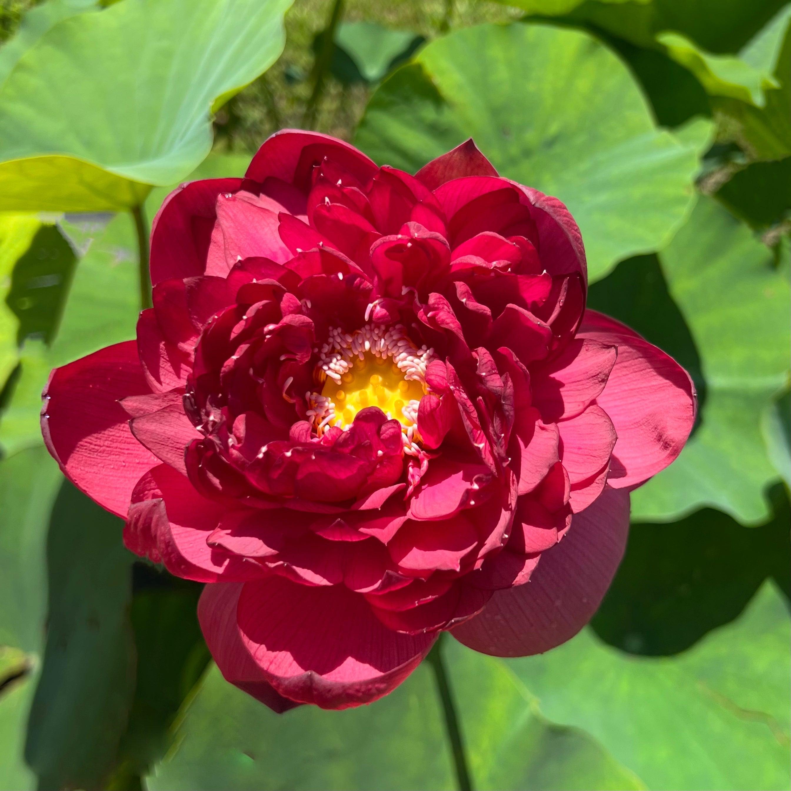 2024 Heart Blood 16 Lotus (Bare Root) - Globalnestes