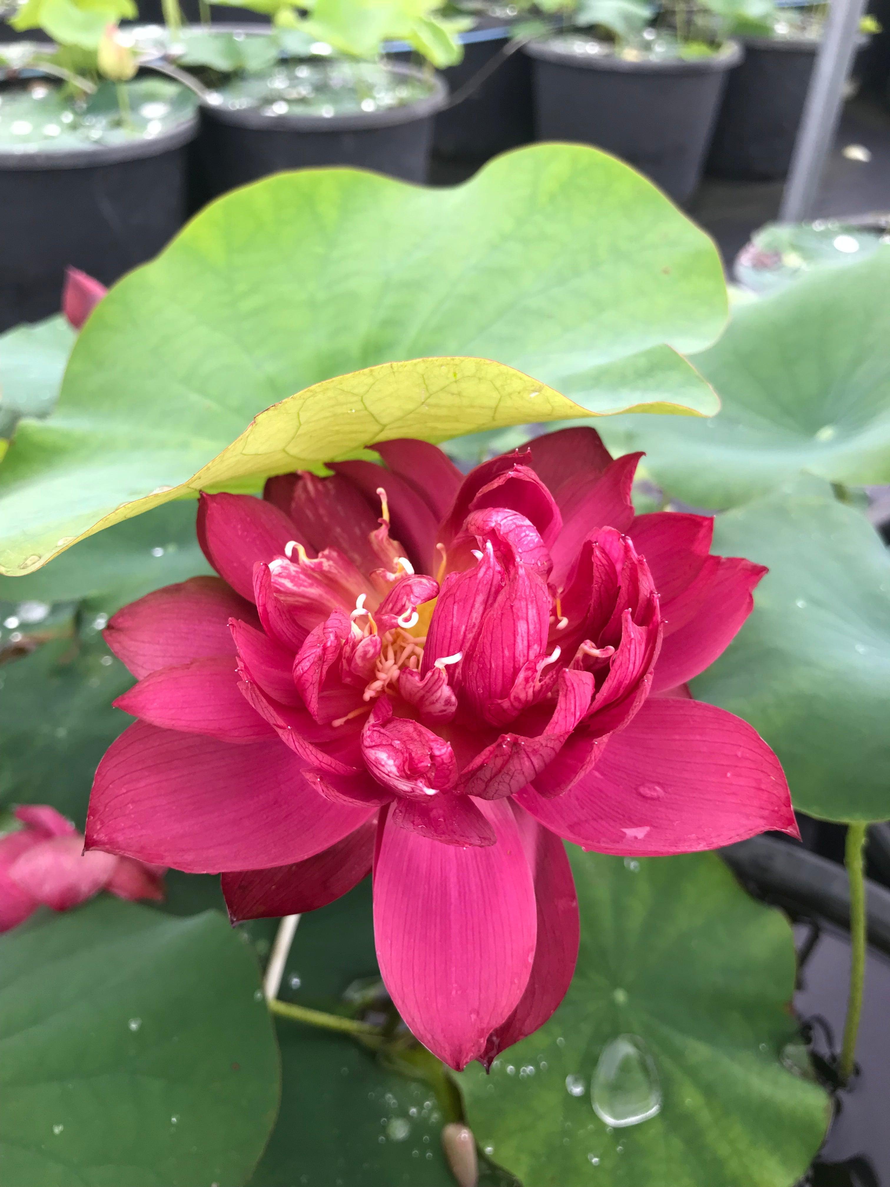 2024 Heart Blood 16 Lotus (Bare Root) - Globalnestes