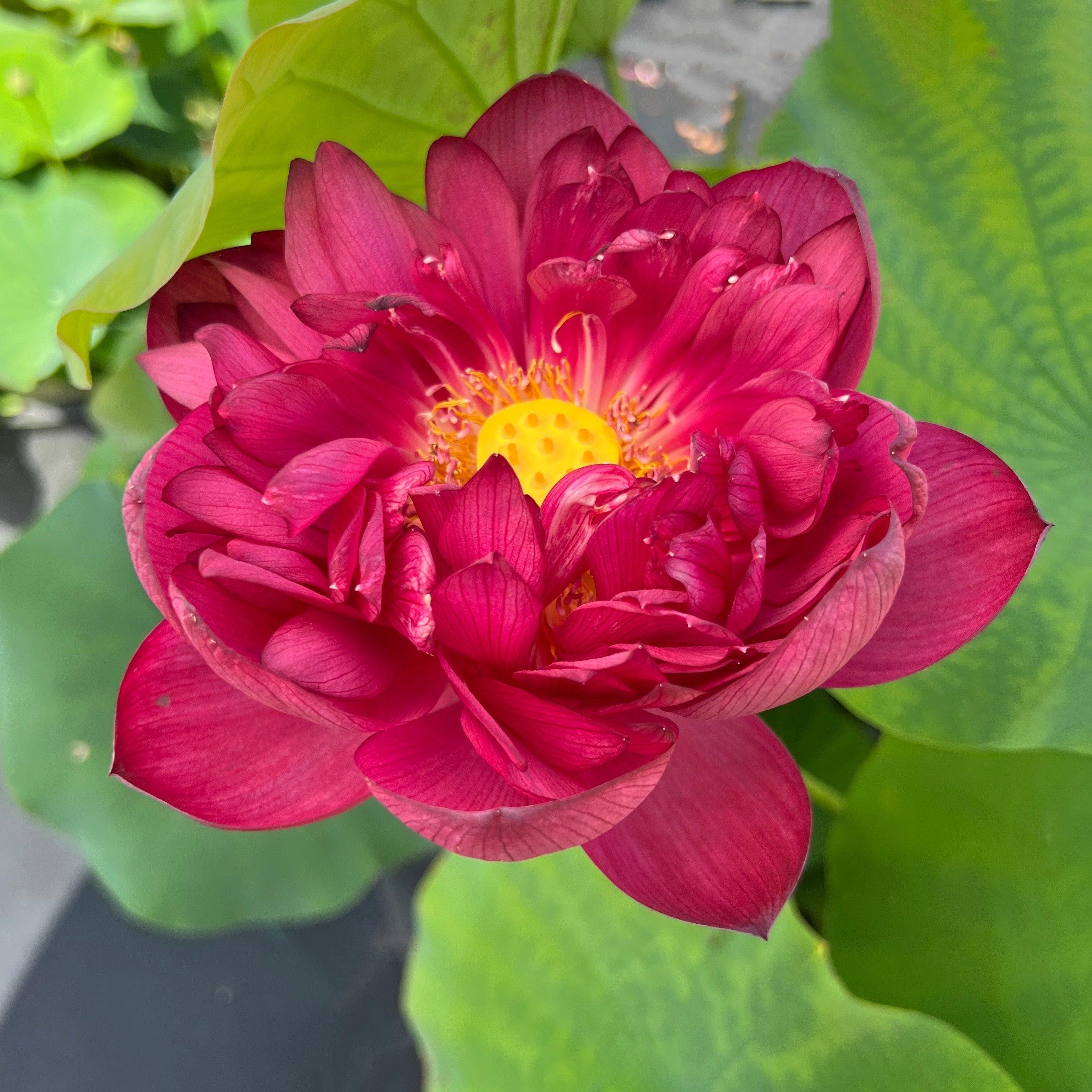 2024 Heart Blood 16 Lotus (Bare Root) - Globalnestes