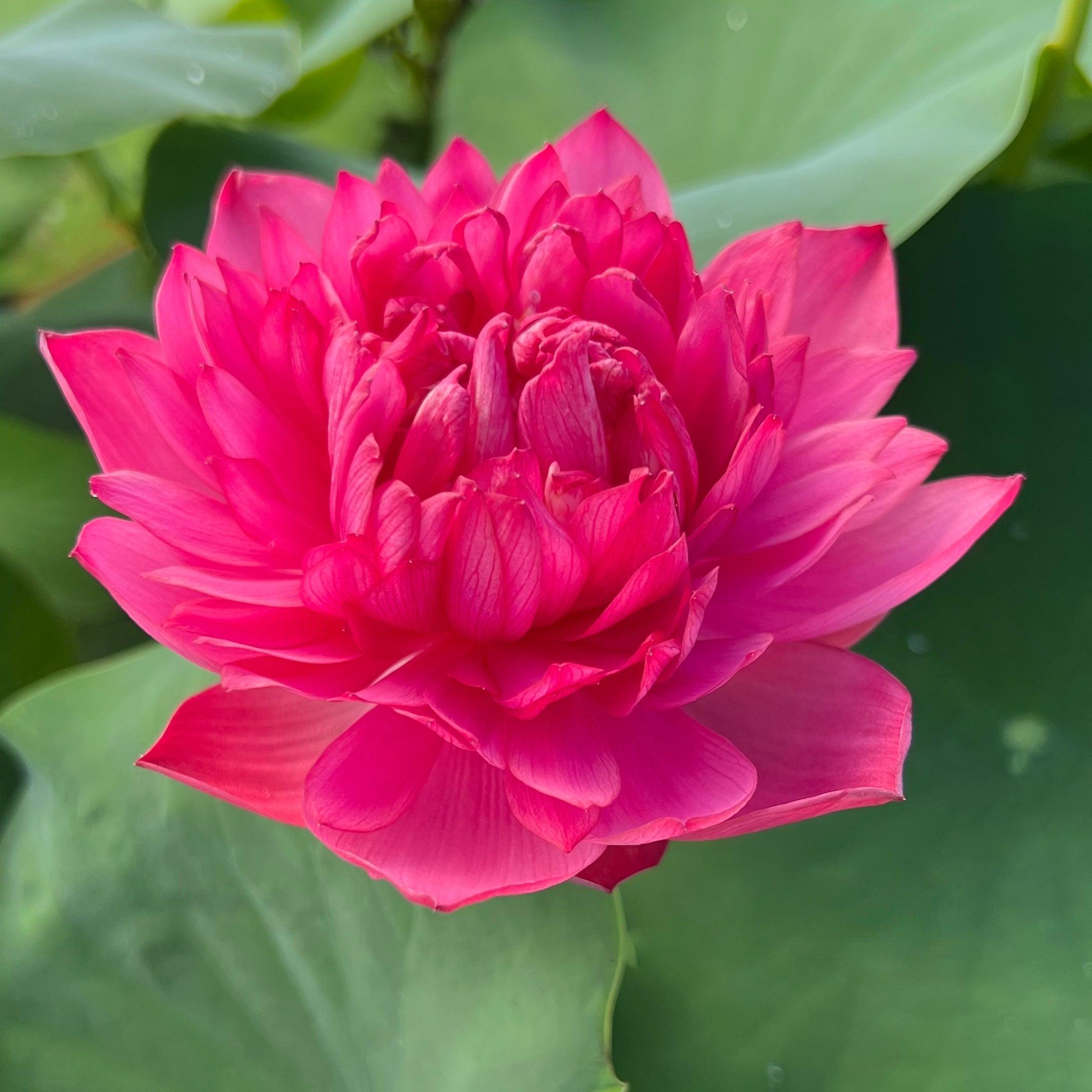 2024 Mini Blood - Teeny Tiny Lotus (Bare Root) - Globalnestes