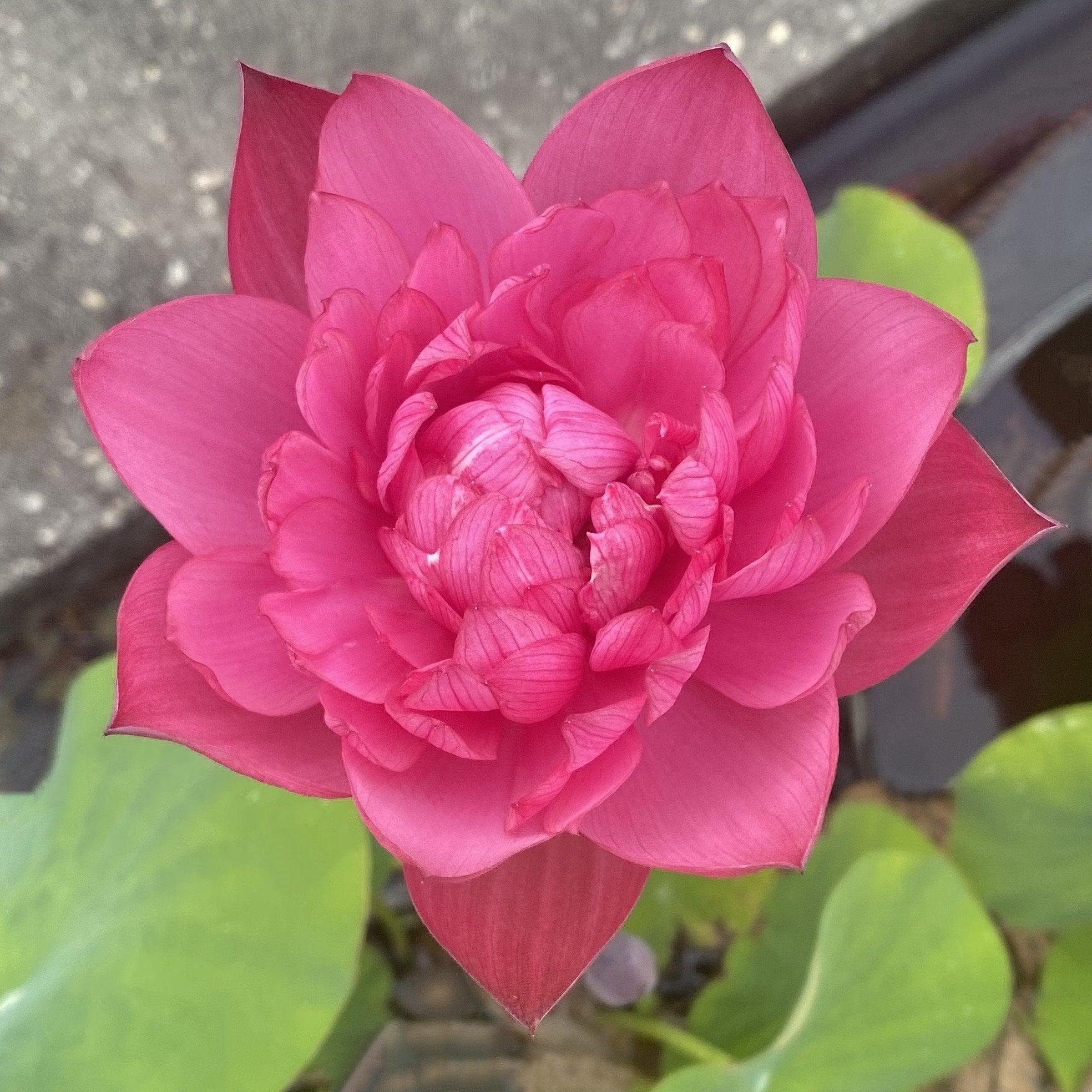 2024 Mini Blood - Teeny Tiny Lotus (Bare Root) - Globalnestes