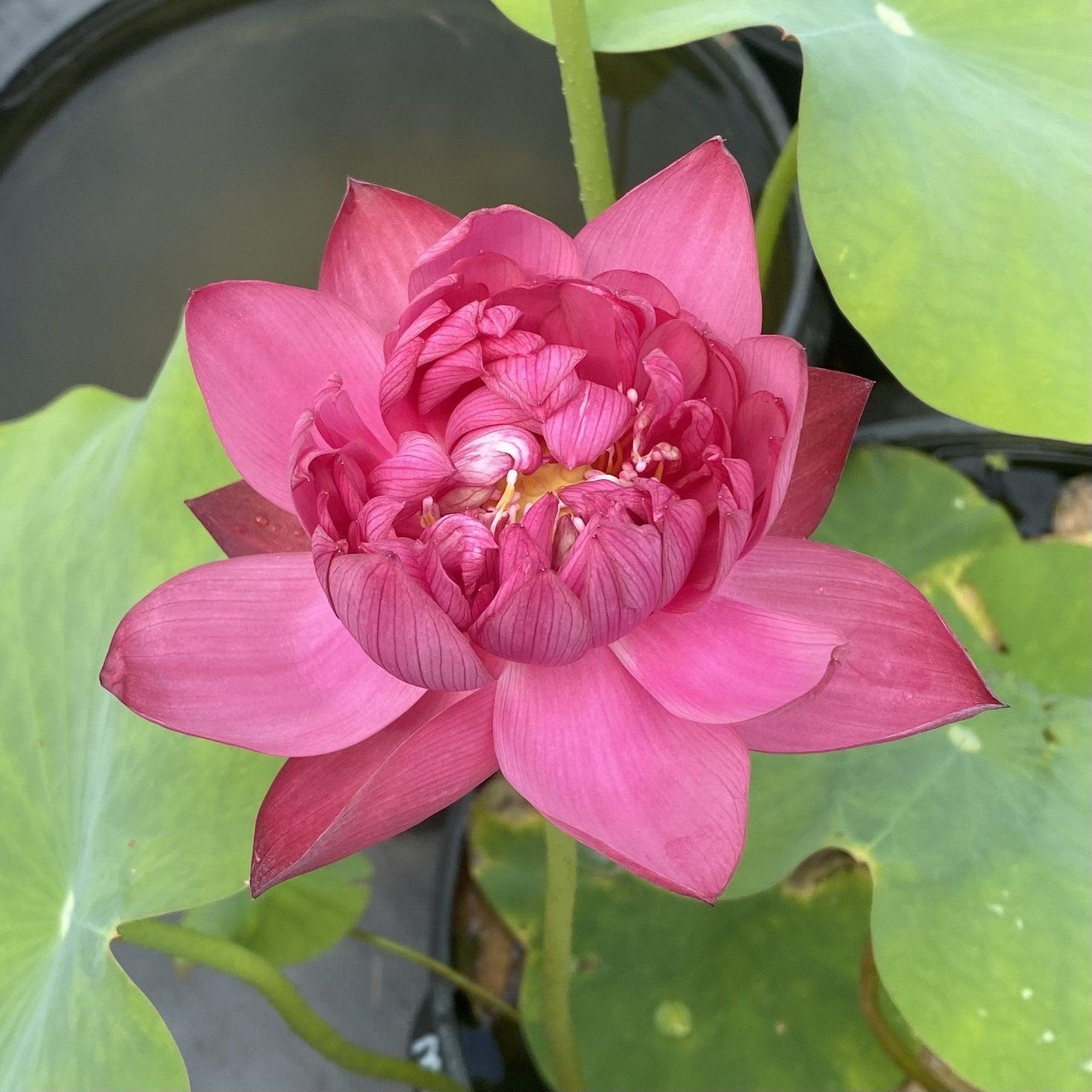 2024 Mini Blood - Teeny Tiny Lotus (Bare Root) - Globalnestes