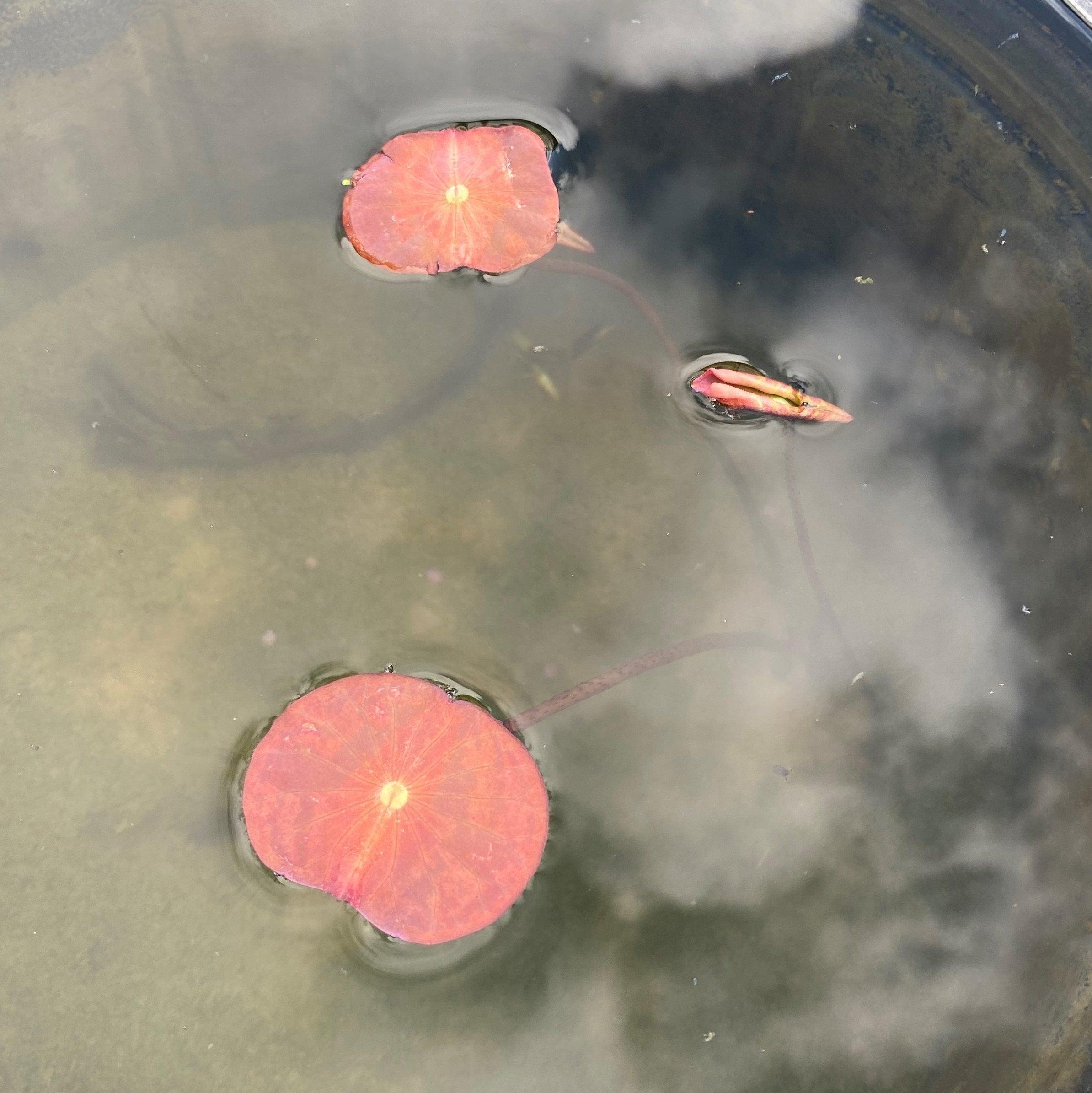 2024 Mini Blood - Teeny Tiny Lotus (Bare Root) - Globalnestes