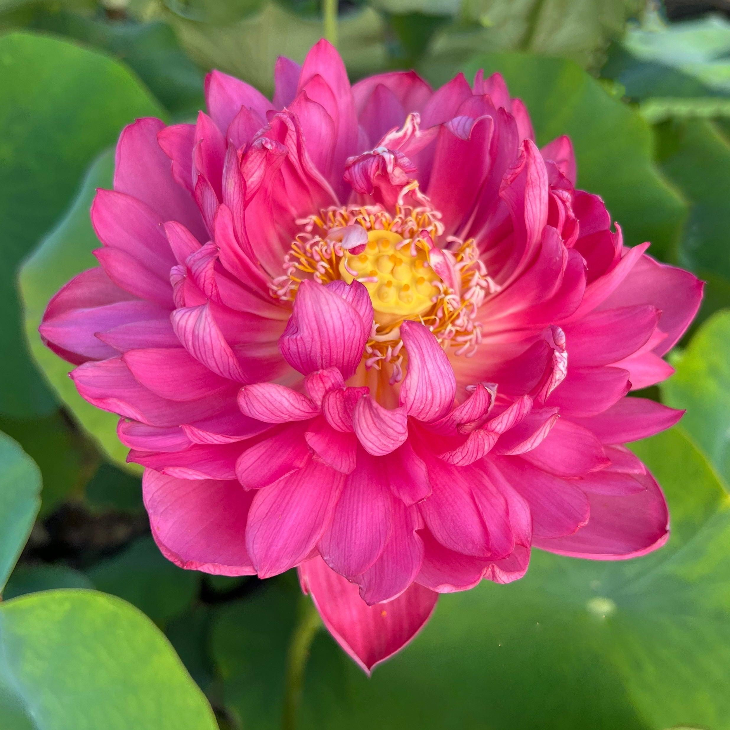 2024 Mini Blood - Teeny Tiny Lotus (Bare Root) - Globalnestes