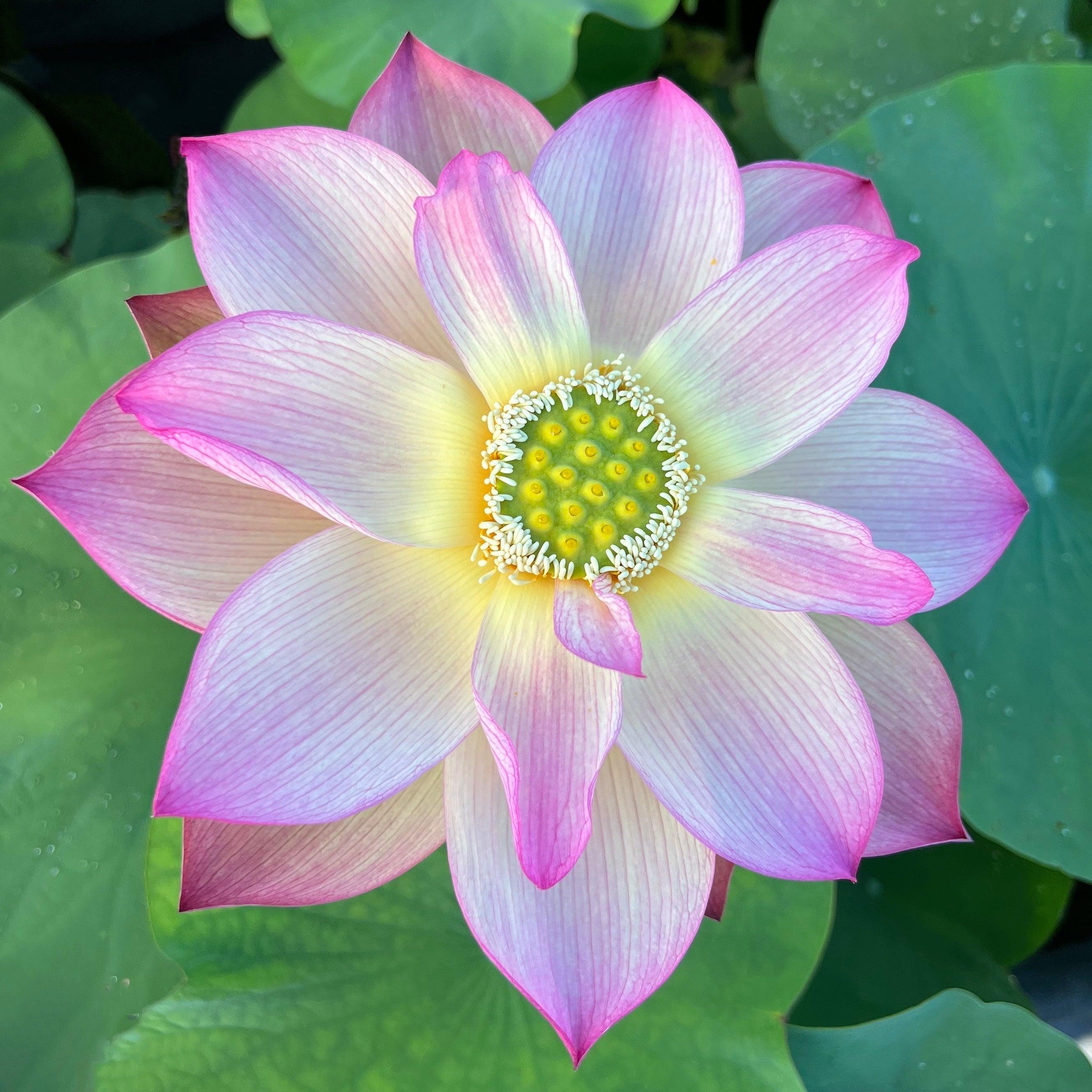 2024 Monet Painting Lotus (Bare Root) - Globalnestes