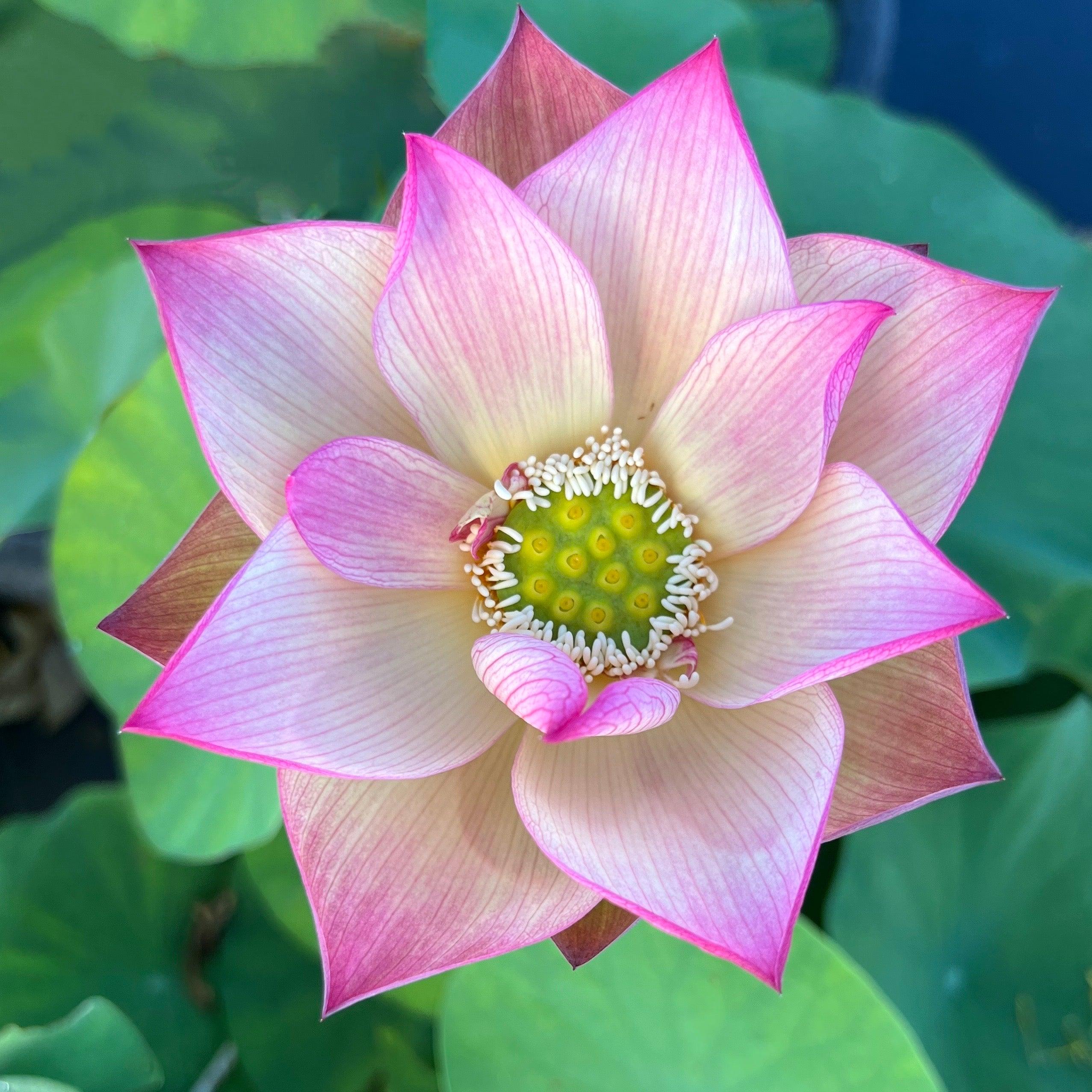 2024 Monet Painting Lotus (Bare Root) - Globalnestes