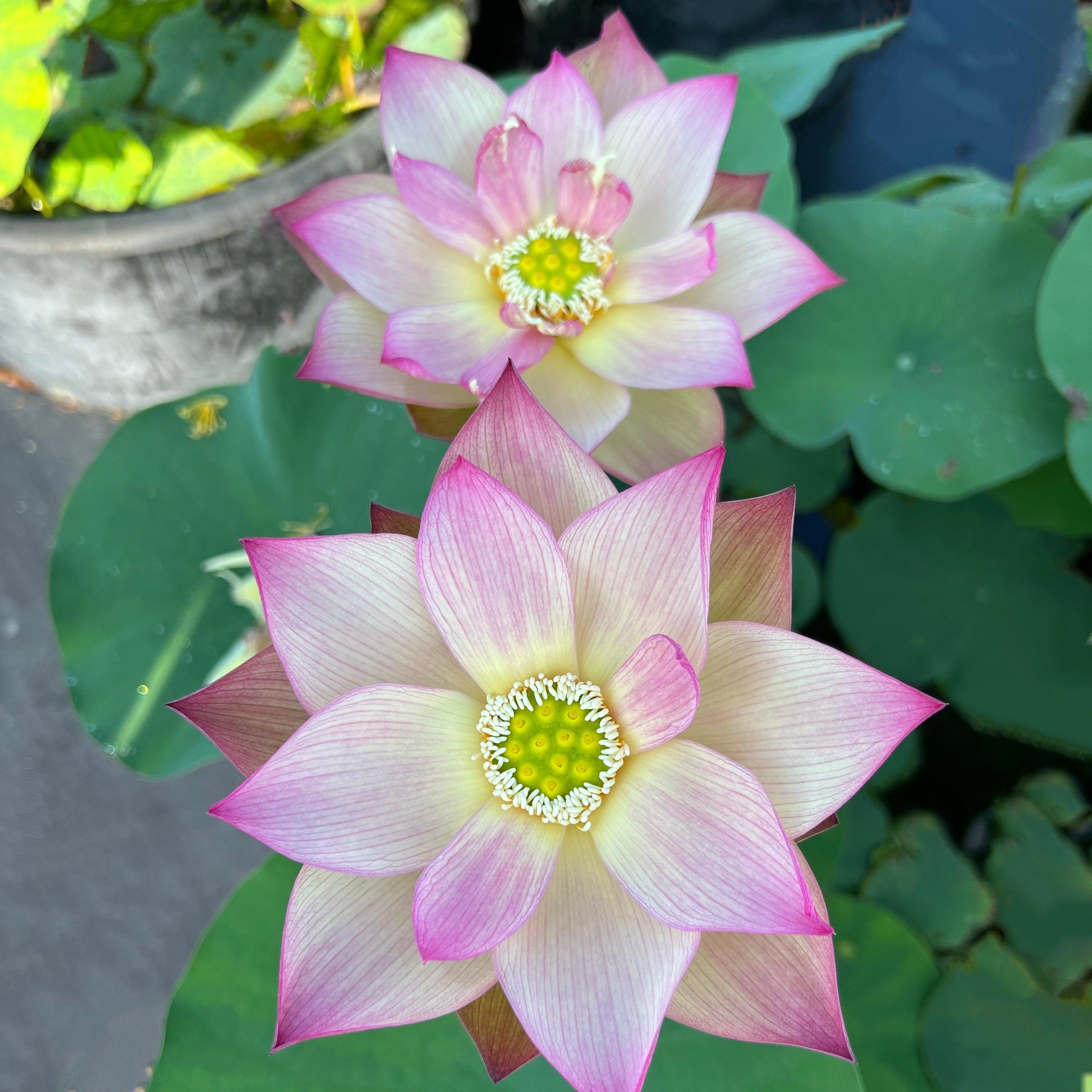 2024 Monet Painting Lotus (Bare Root) - Globalnestes