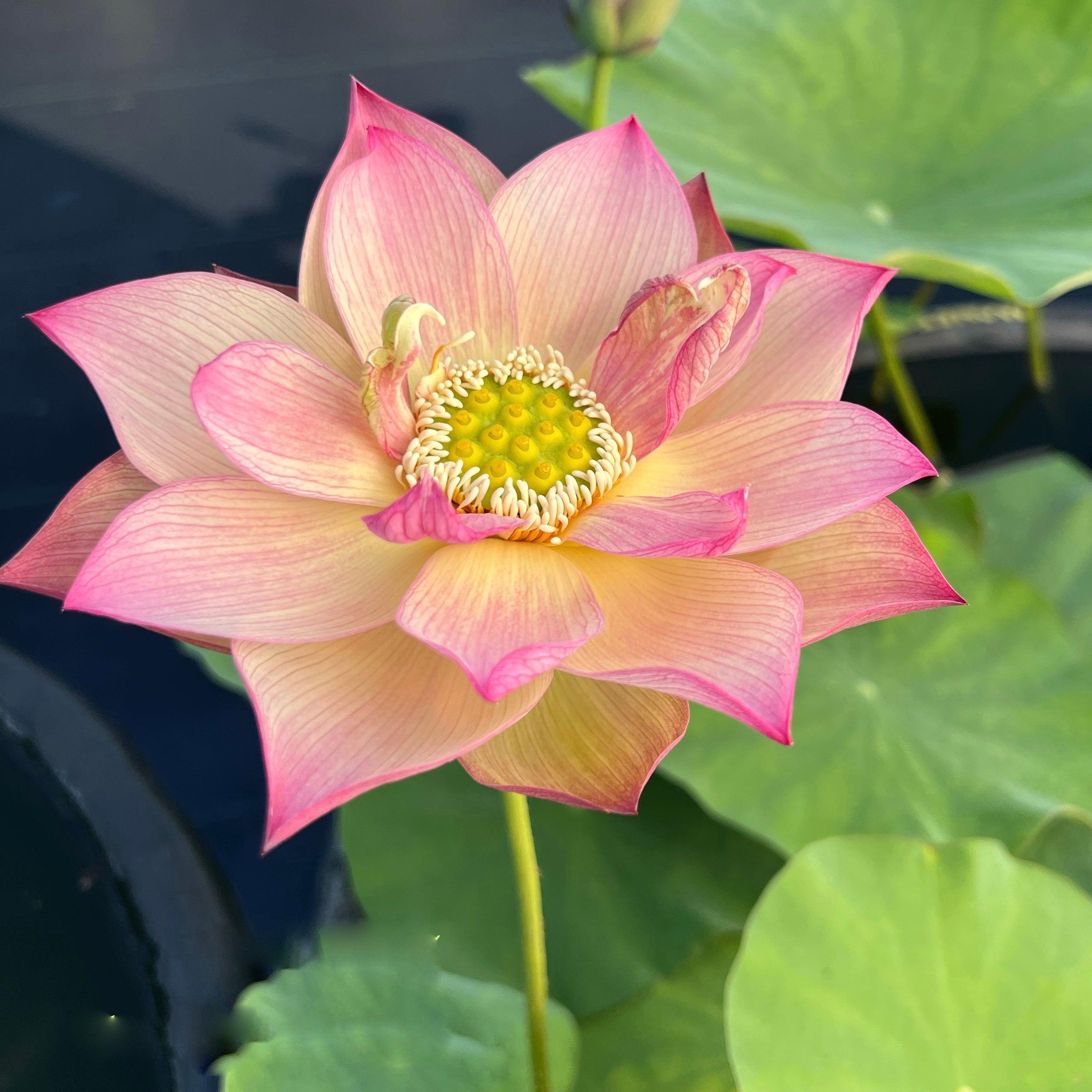 2024 Monet Painting Lotus (Bare Root) - Globalnestes