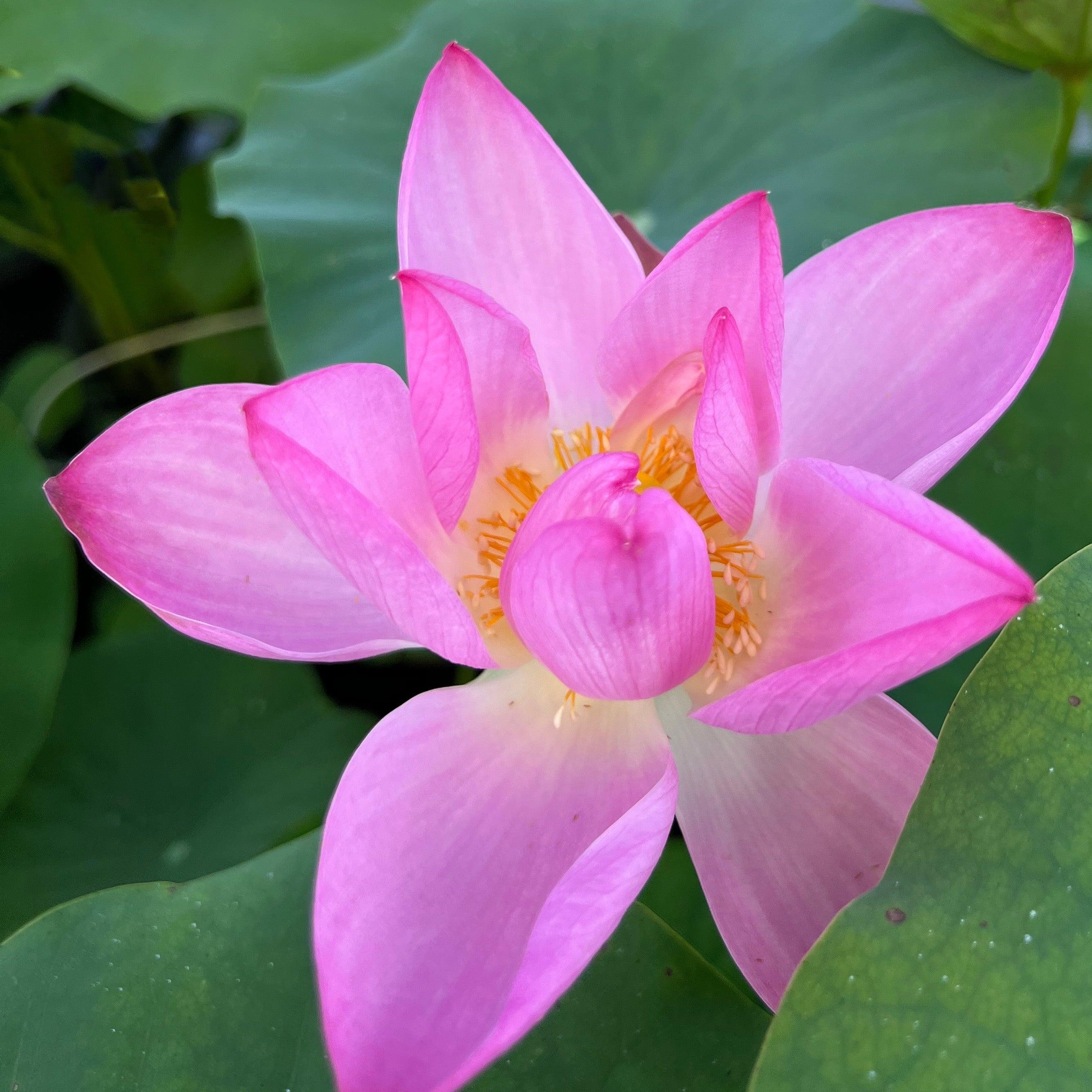 2024 Morning Glow in Jinling Lotus (Bare Root) - Globalnestes