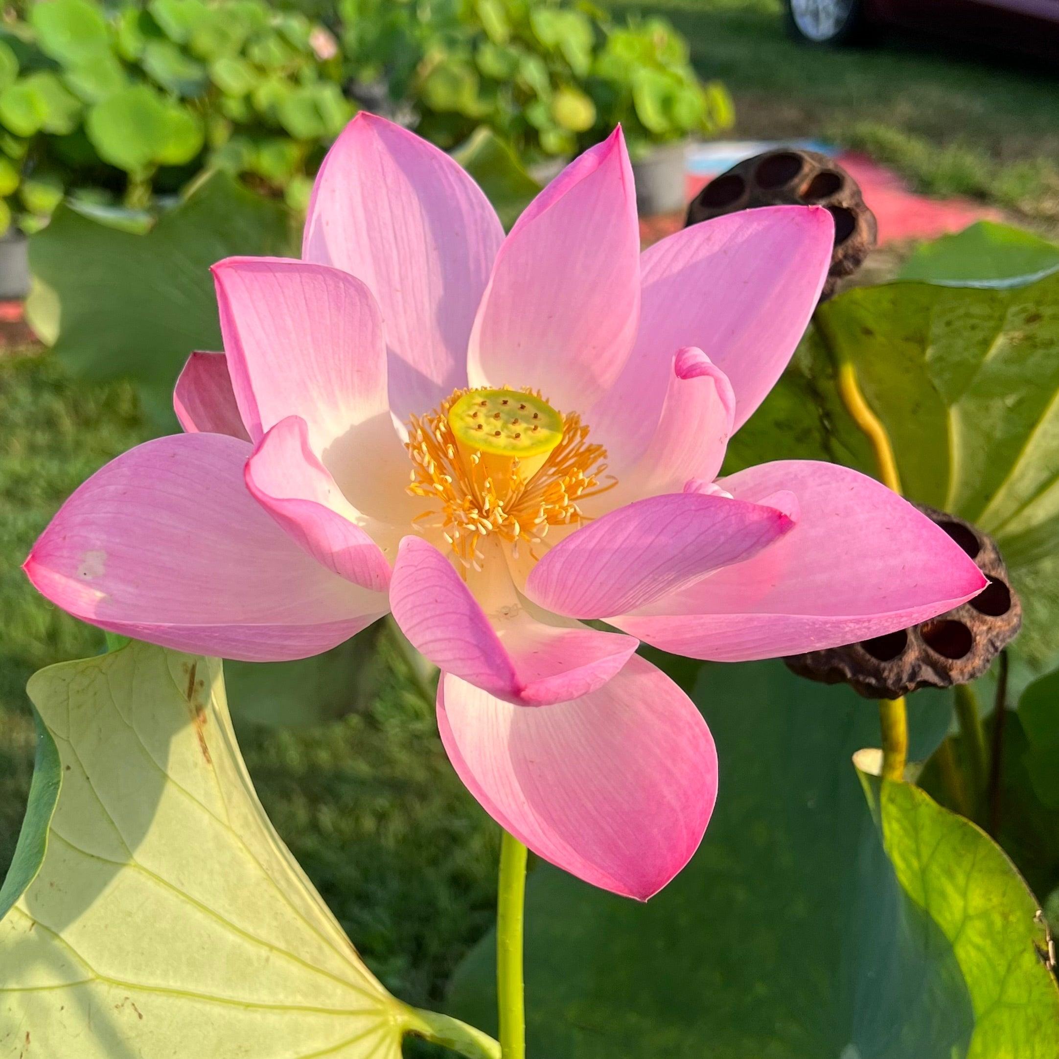 2024 Morning Glow in Jinling Lotus (Bare Root) - Globalnestes