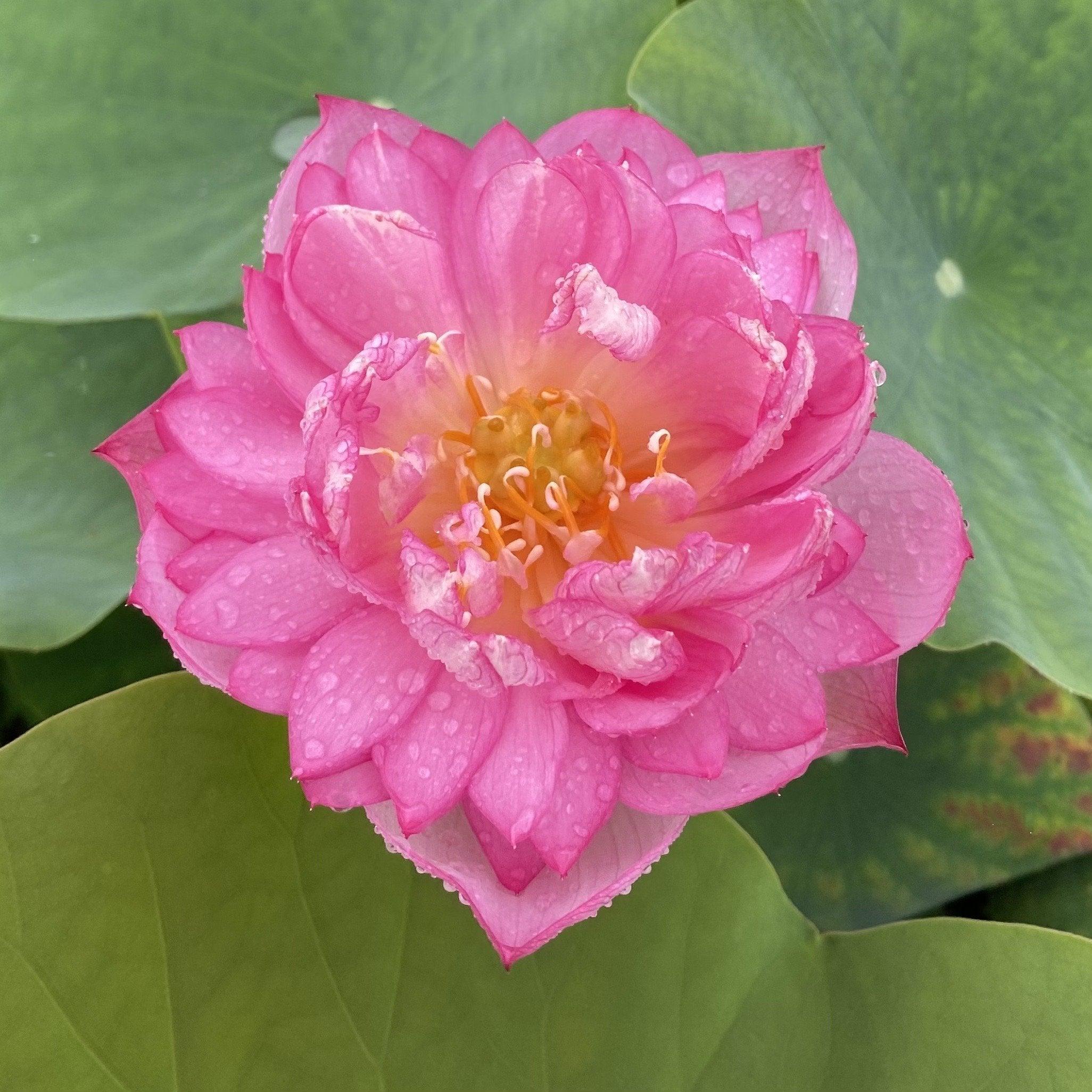2024 Rainbow - A Tiny Promise Lotus (Bare Root) - Globalnestes