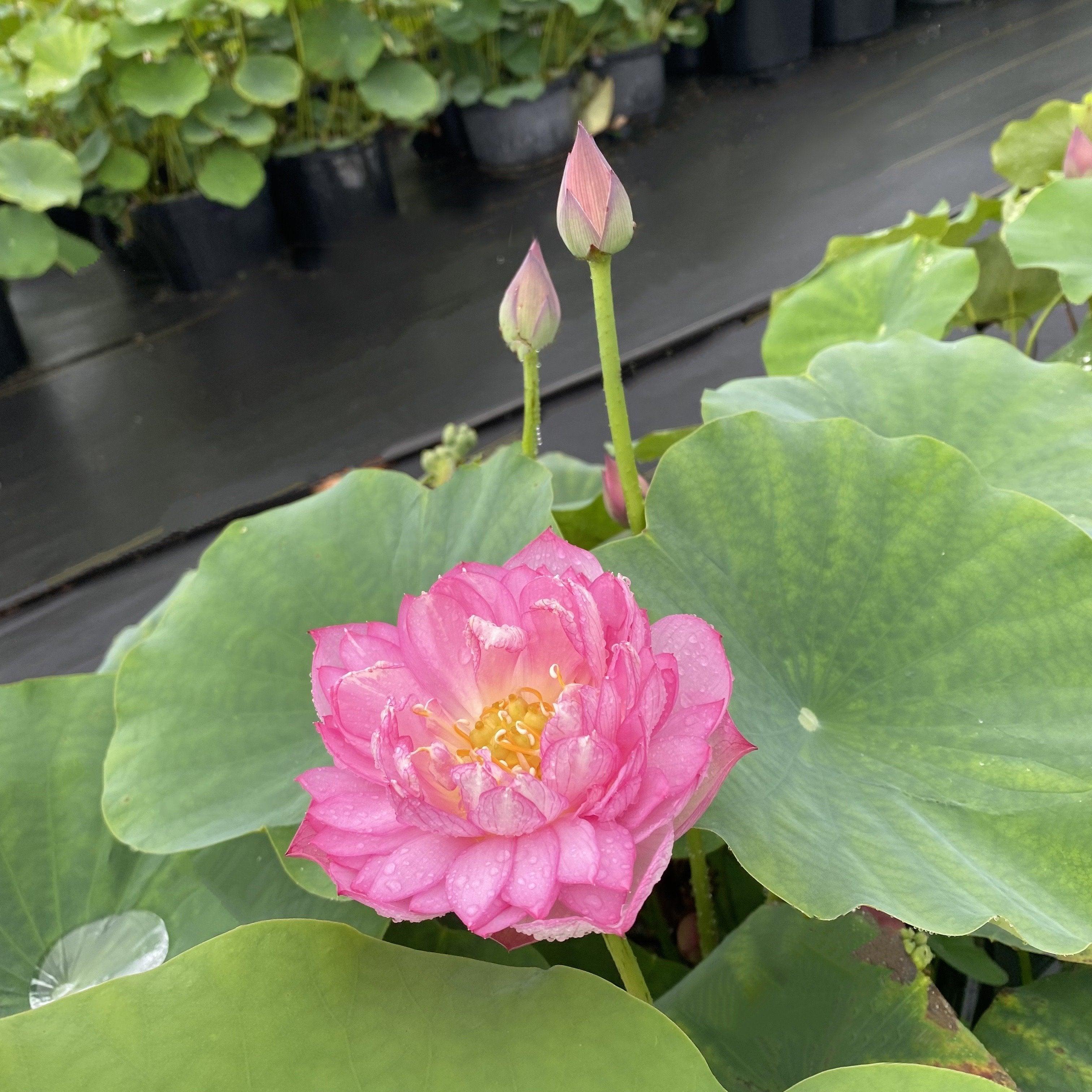 2024 Rainbow - A Tiny Promise Lotus (Bare Root) - Globalnestes