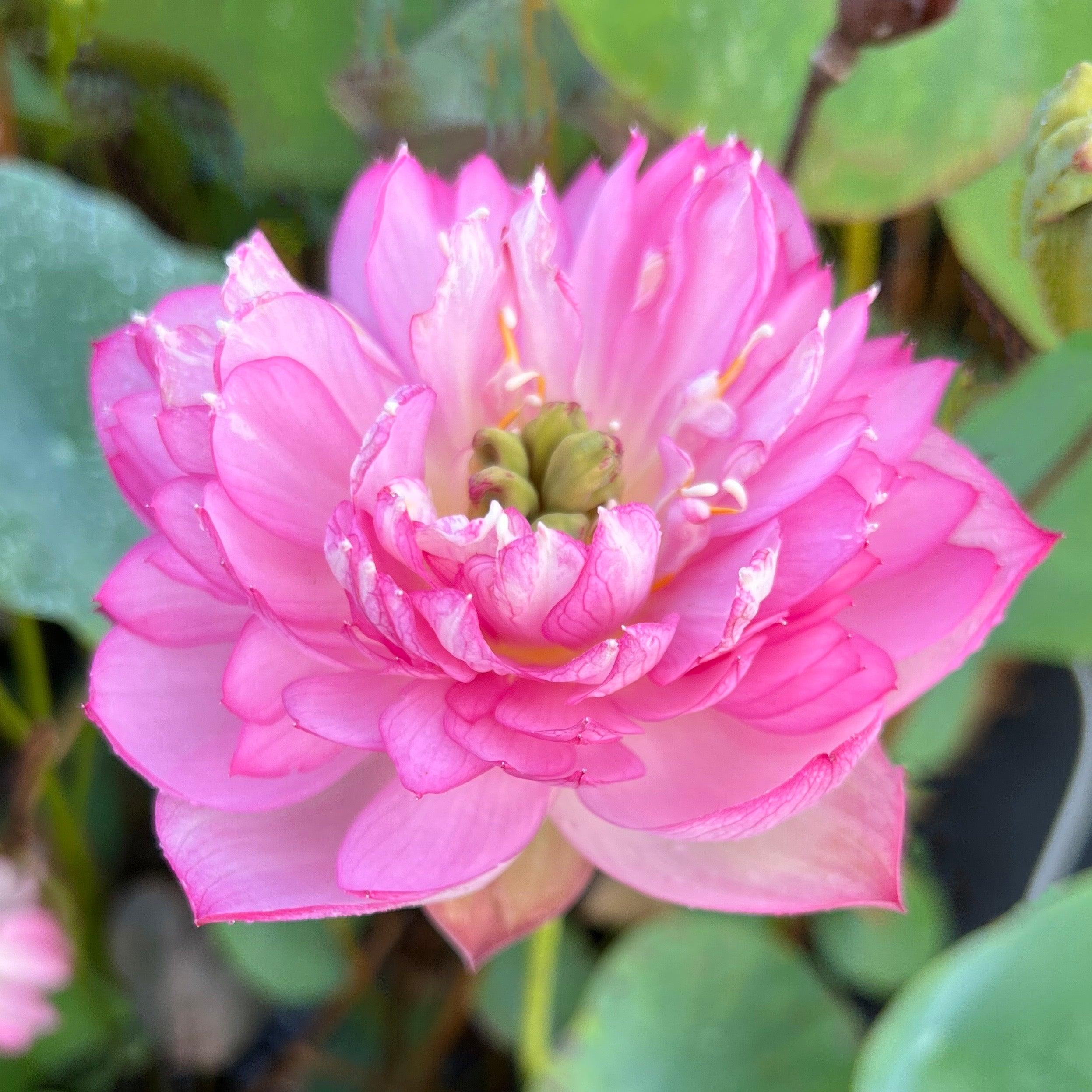 2024 Rainbow - A Tiny Promise Lotus (Bare Root) - Globalnestes