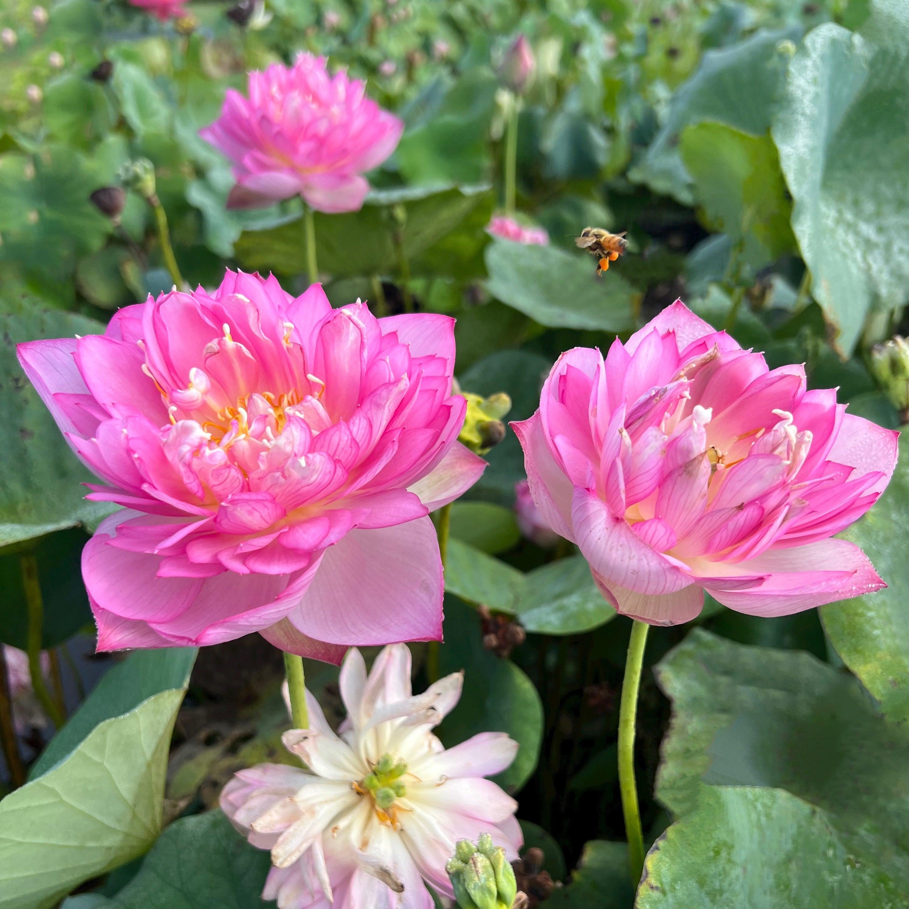 2024 Rainbow - A Tiny Promise Lotus (Bare Root) - Globalnestes