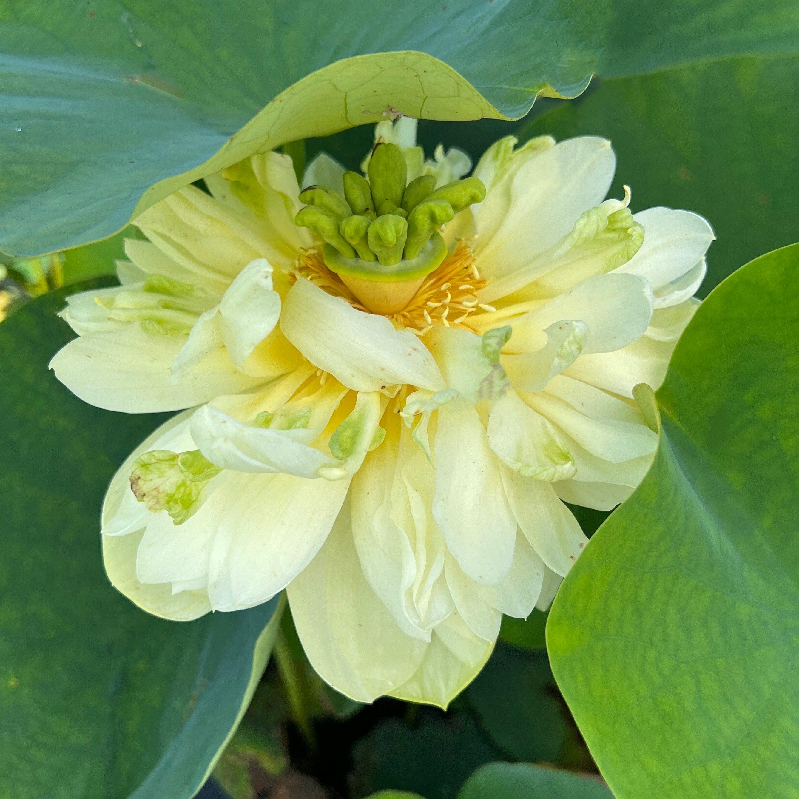 2024 Shicheng Jade Lotus (Bare Root) - Globalnestes