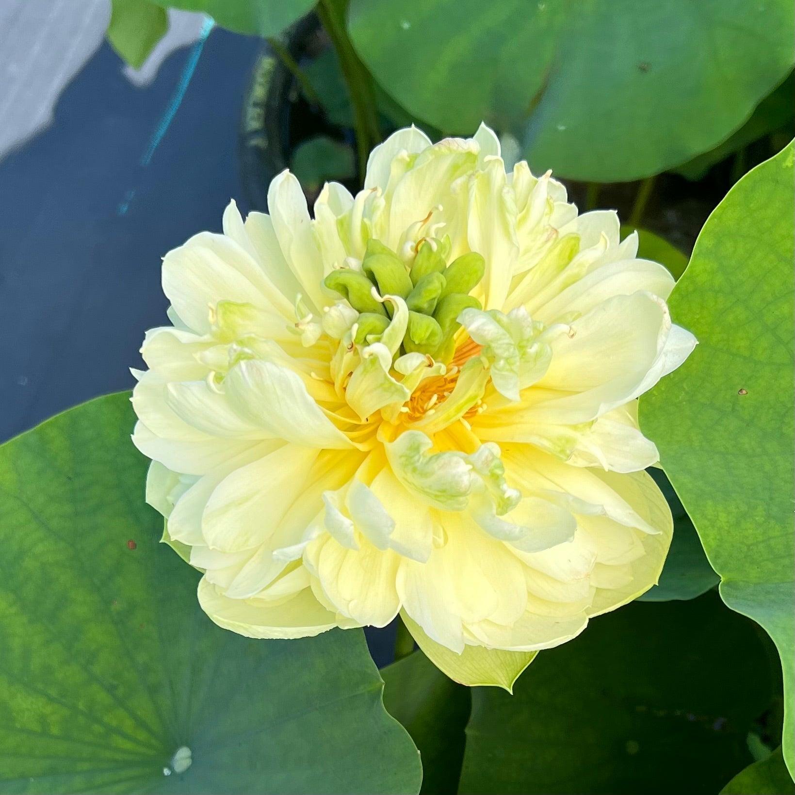 2024 Shicheng Jade Lotus (Bare Root) - Globalnestes