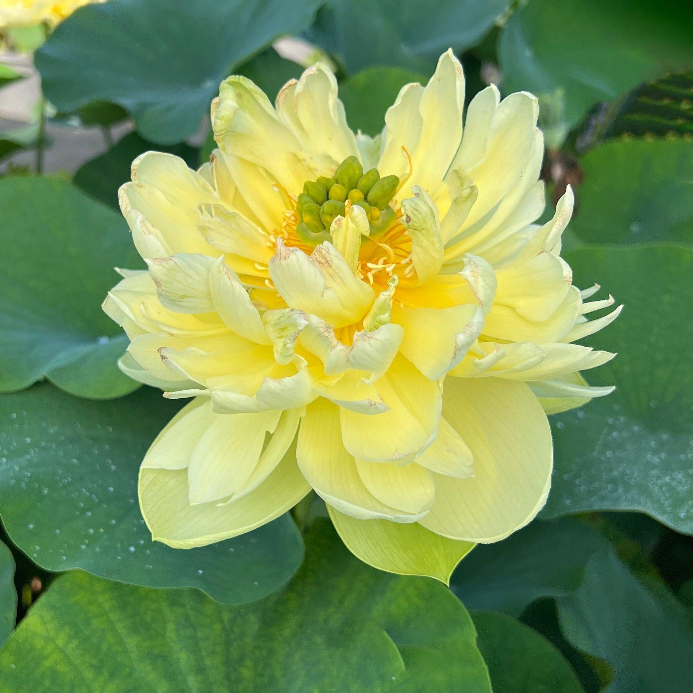 2024 Shicheng Jade Lotus (Bare Root) - Globalnestes