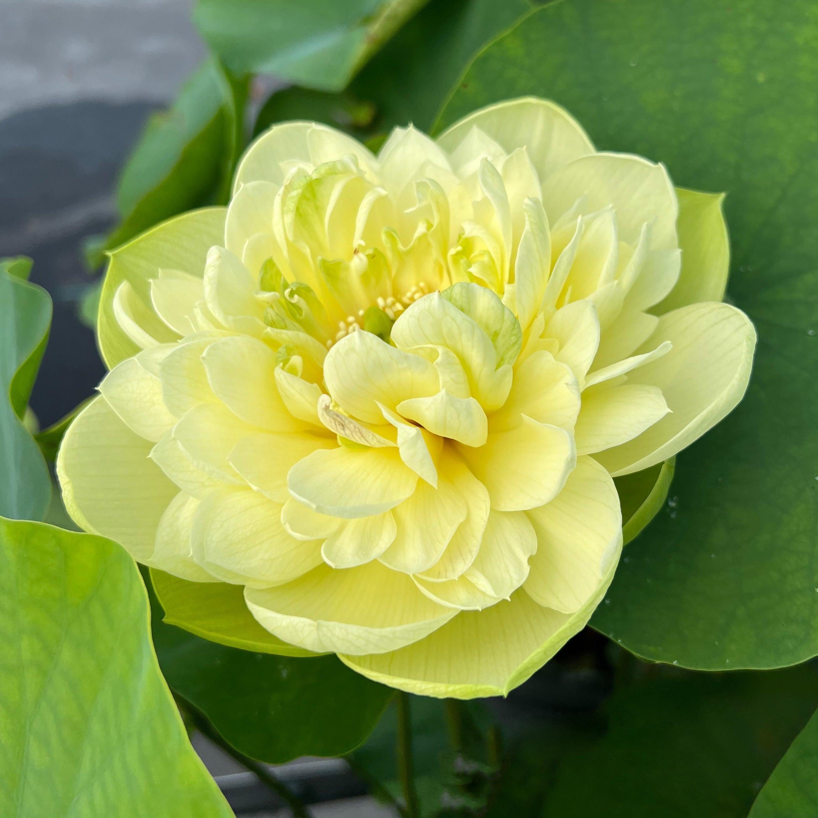 2024 Shicheng Jade Lotus (Bare Root) - Globalnestes