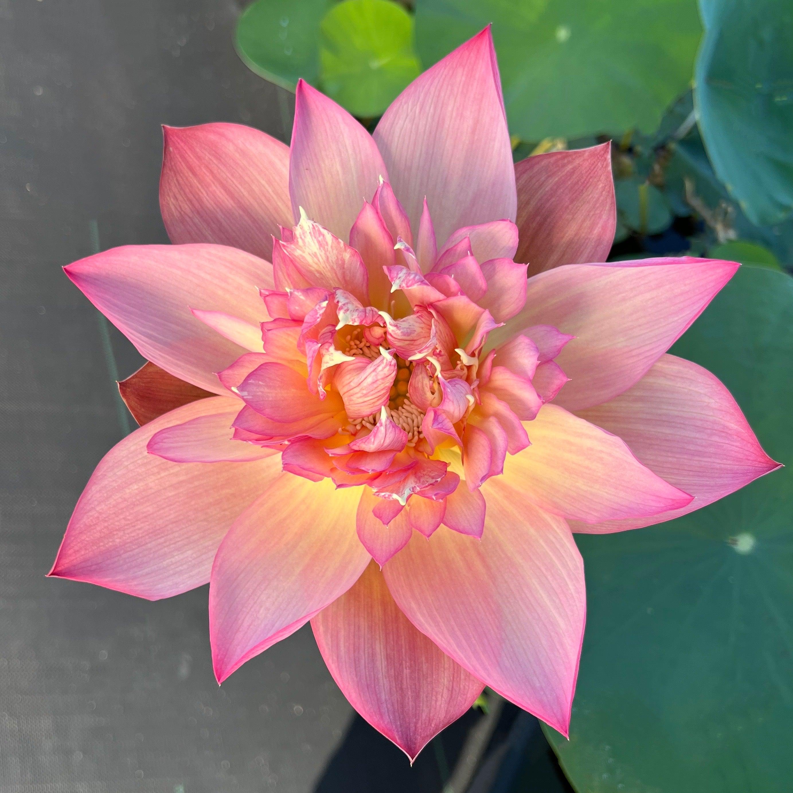 2024 Shicheng Jinxiu Lotus (Bare Root) - Globalnestes