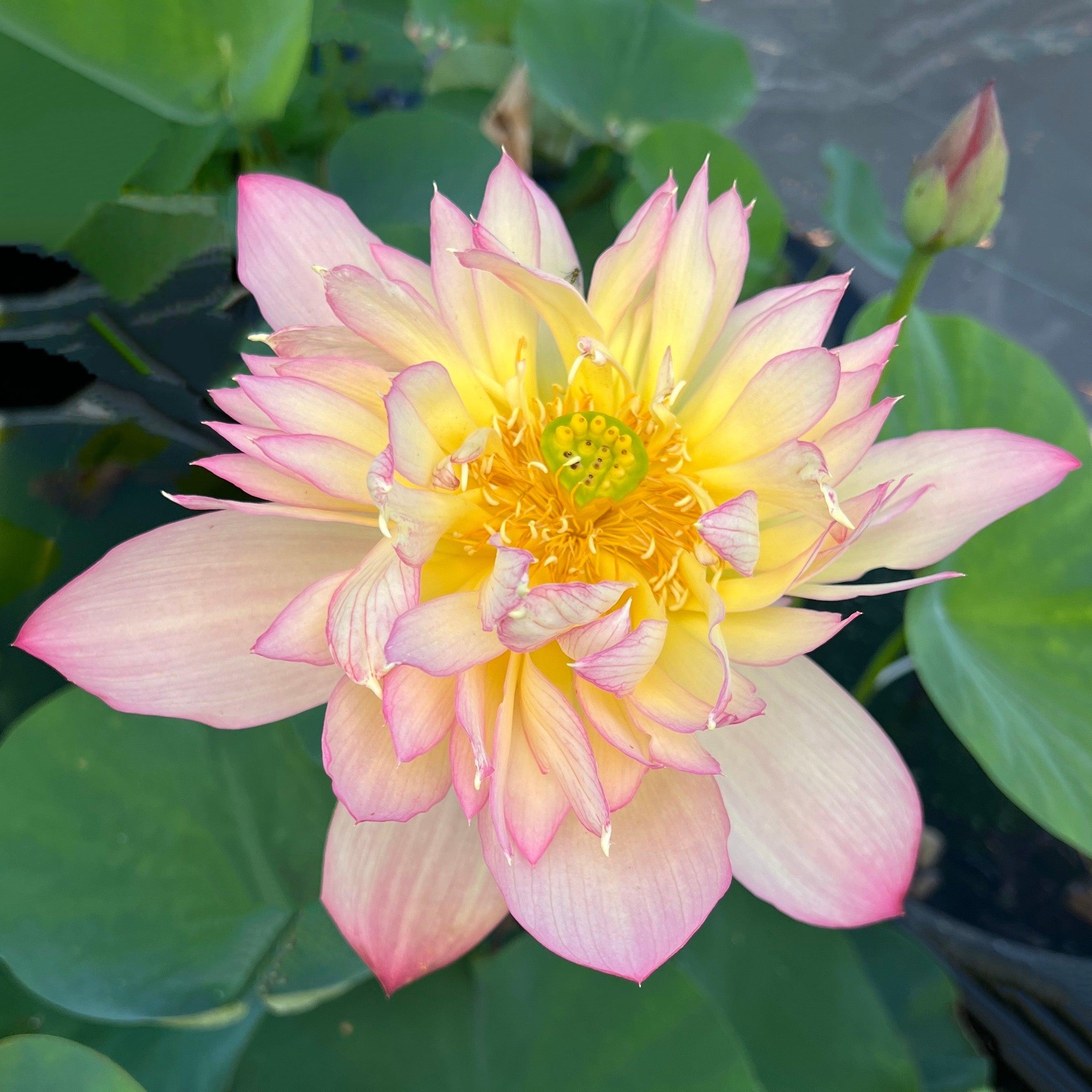 2024 Shicheng Jinxiu Lotus (Bare Root) - Globalnestes