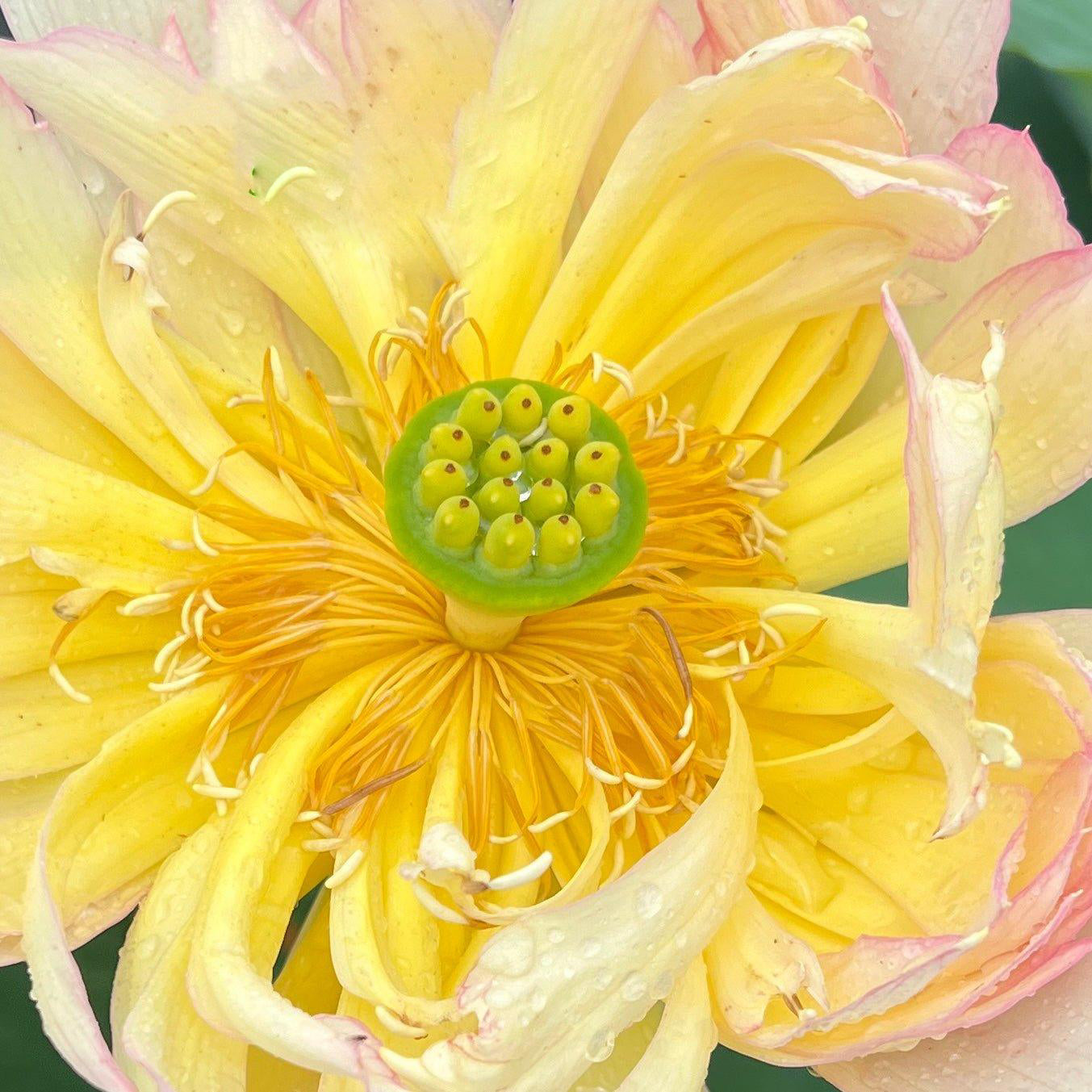 2024 Shicheng Jinxiu Lotus (Bare Root) - Globalnestes