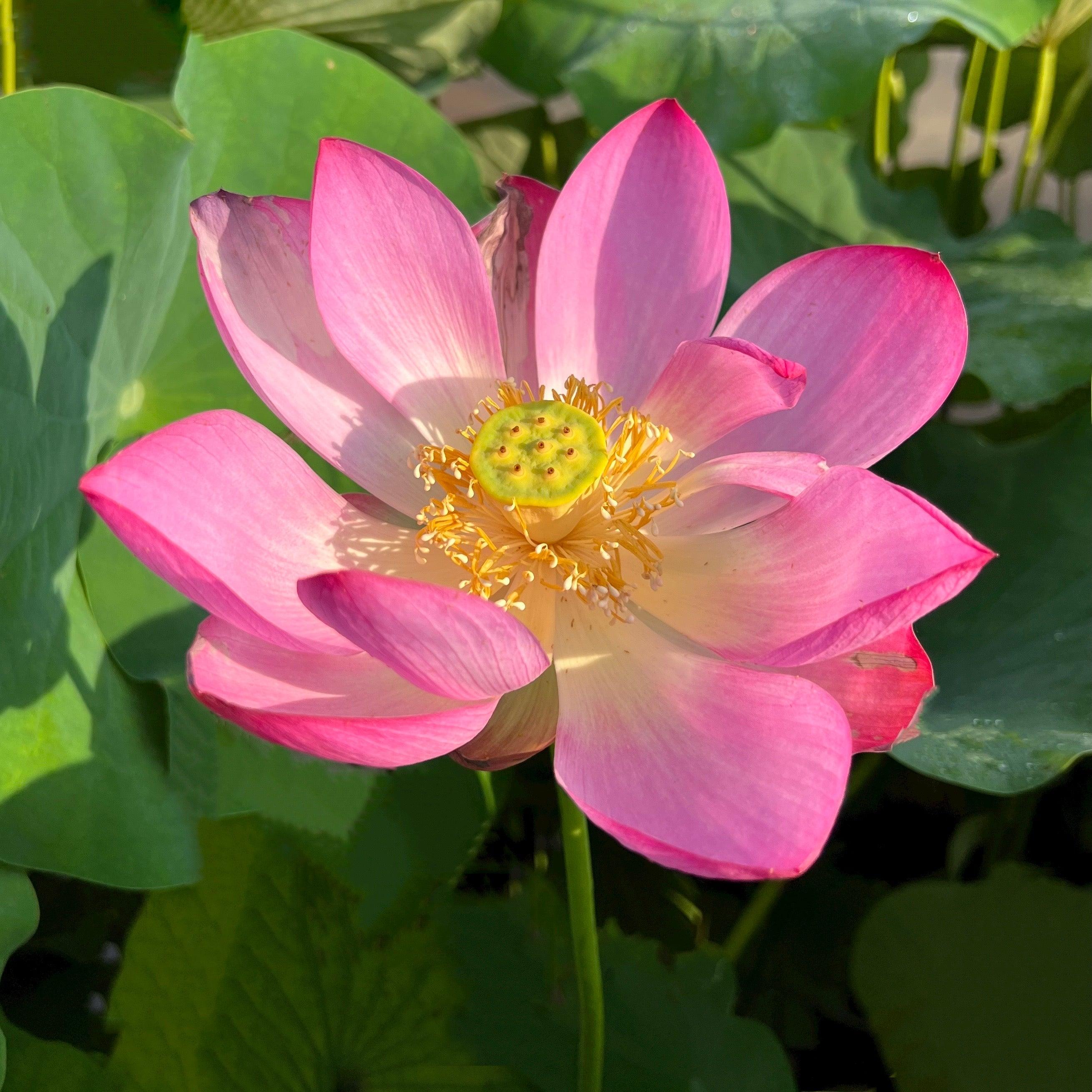 2024 Sugar Sweet Lotus (Bare Root) - Globalnestes