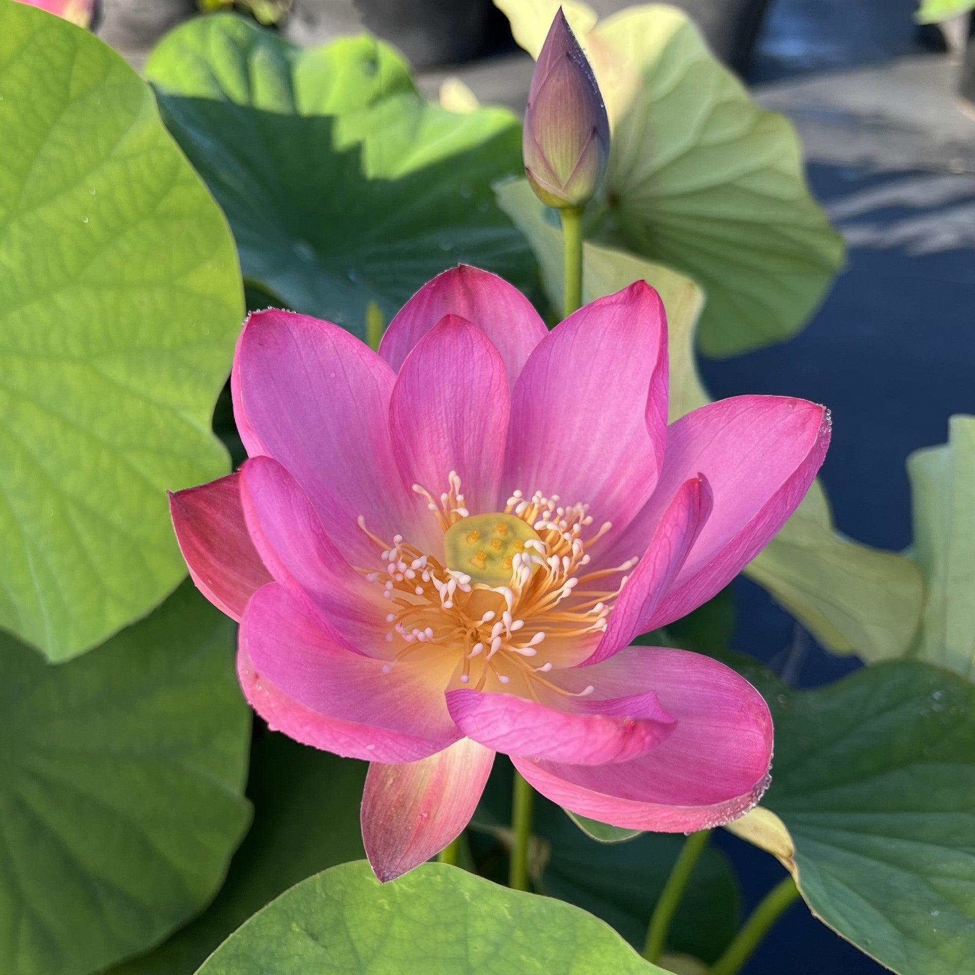 2024 Sugar Sweet Lotus (Bare Root) - Globalnestes