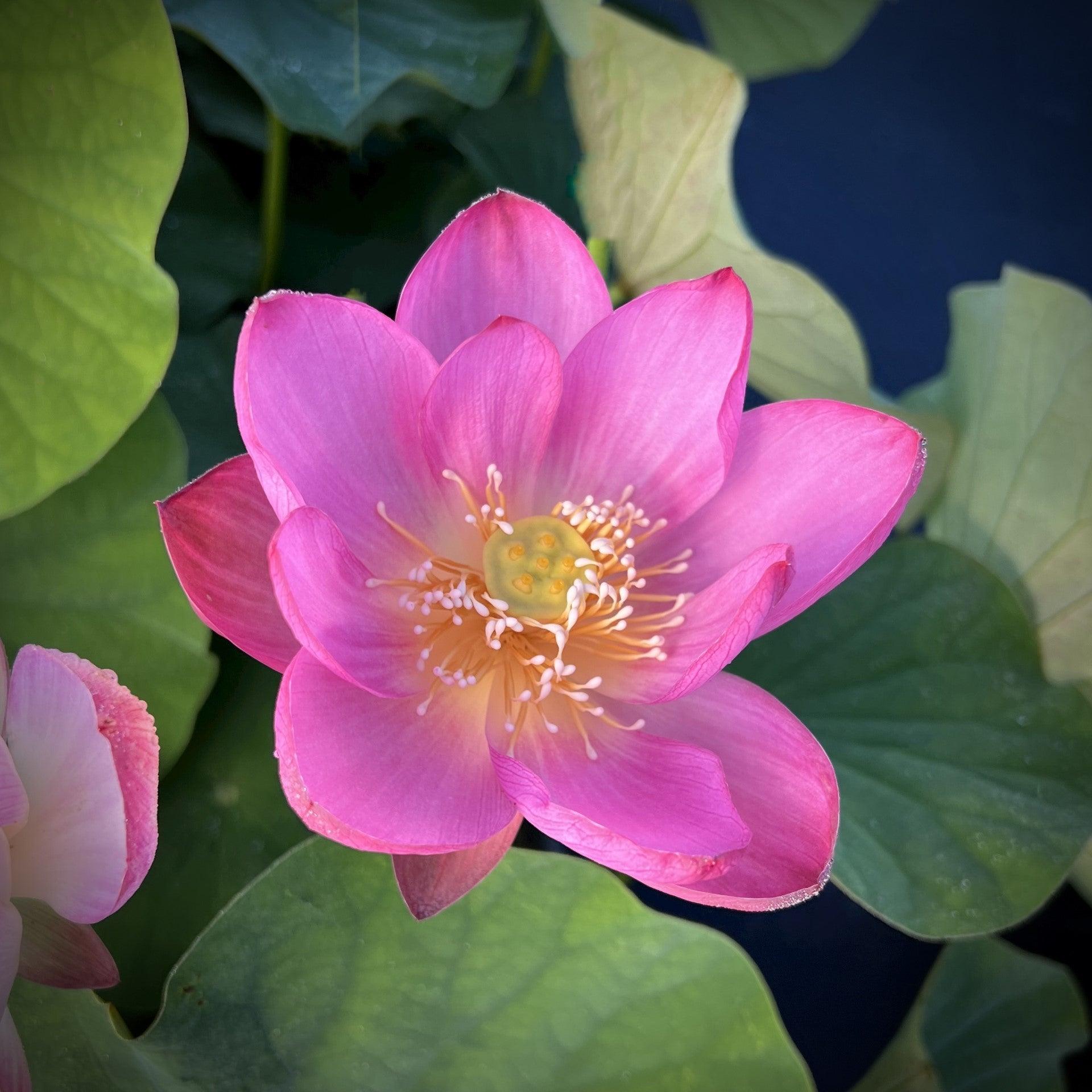 2024 Sugar Sweet Lotus (Bare Root) - Globalnestes