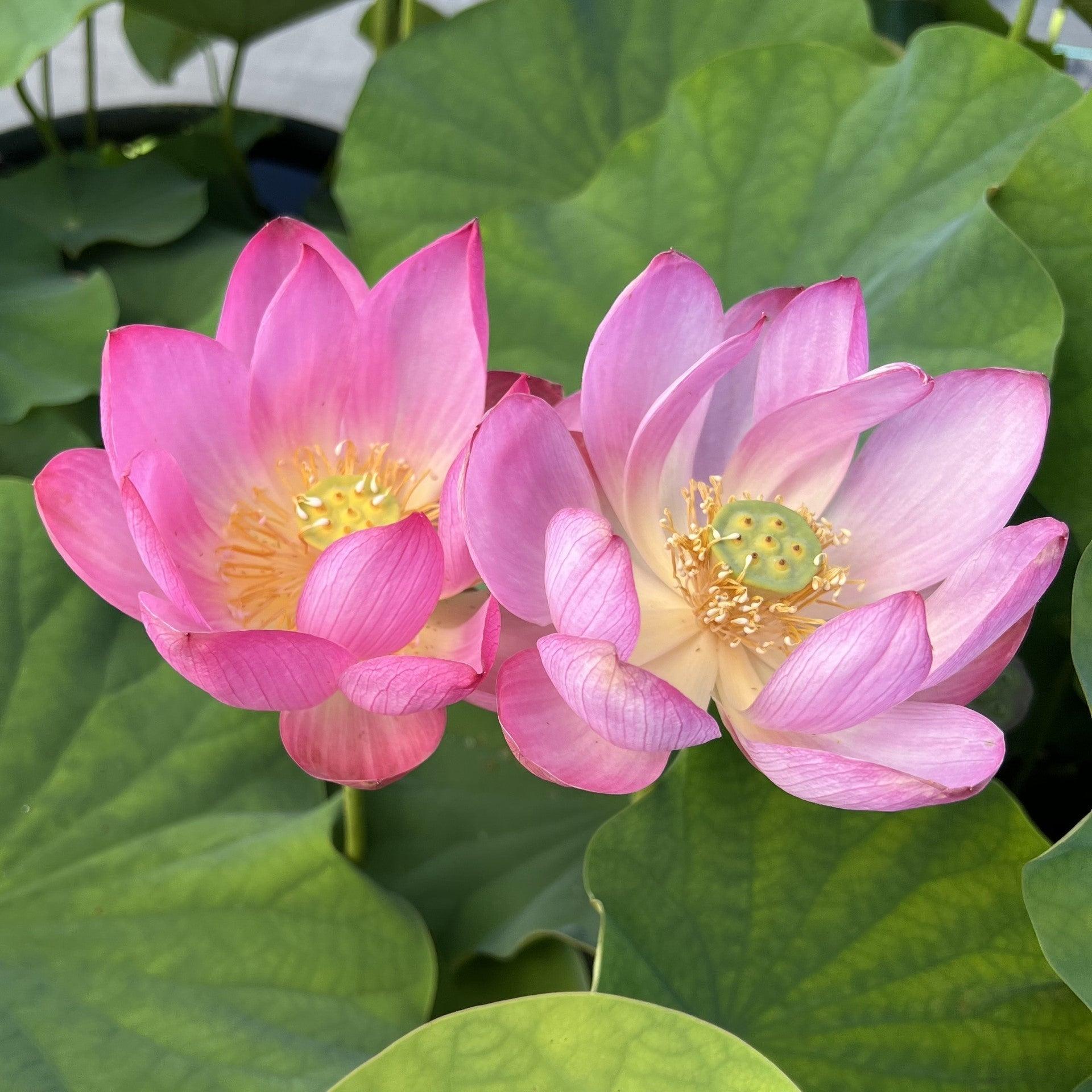 2024 Sugar Sweet Lotus (Bare Root) - Globalnestes