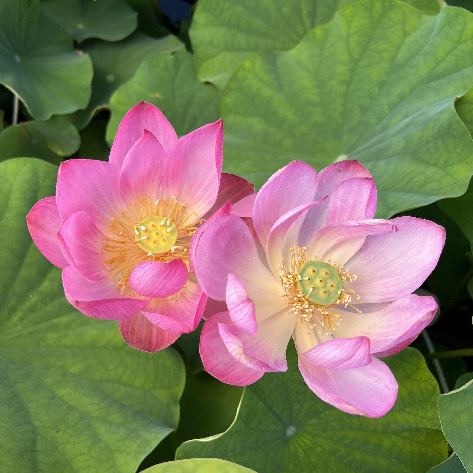 2024 Sugar Sweet Lotus (Bare Root) - Globalnestes