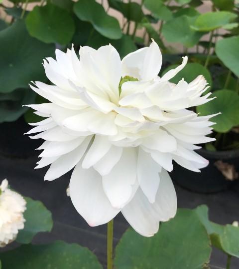 2024 Super - Our #1 Blooming Lotus (Bare Root) - Globalnestes
