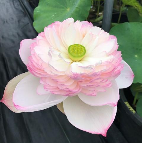 2024 Super - Our #1 Blooming Lotus (Bare Root) - Globalnestes