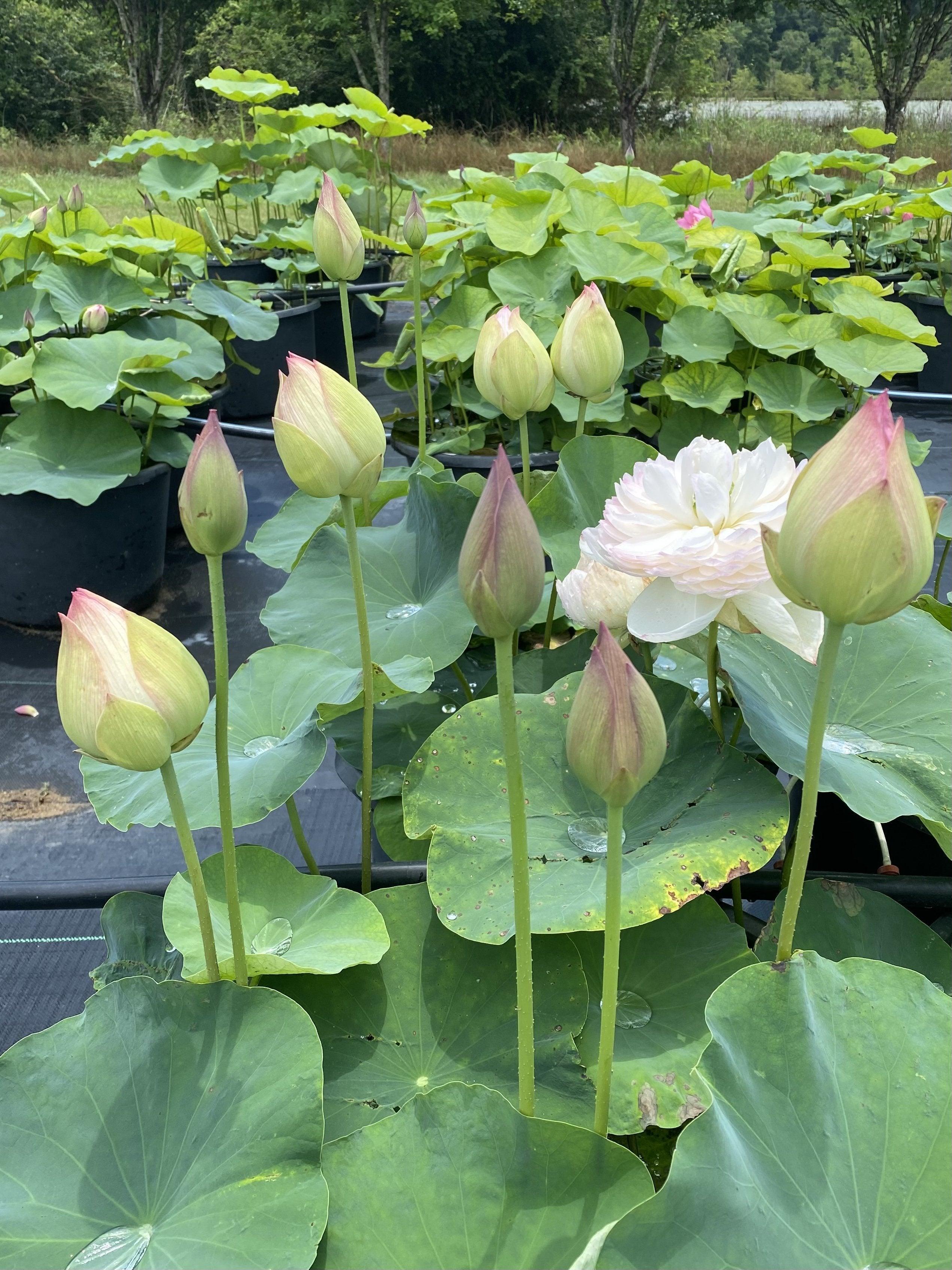 2024 Super - Our #1 Blooming Lotus (Bare Root) - Globalnestes