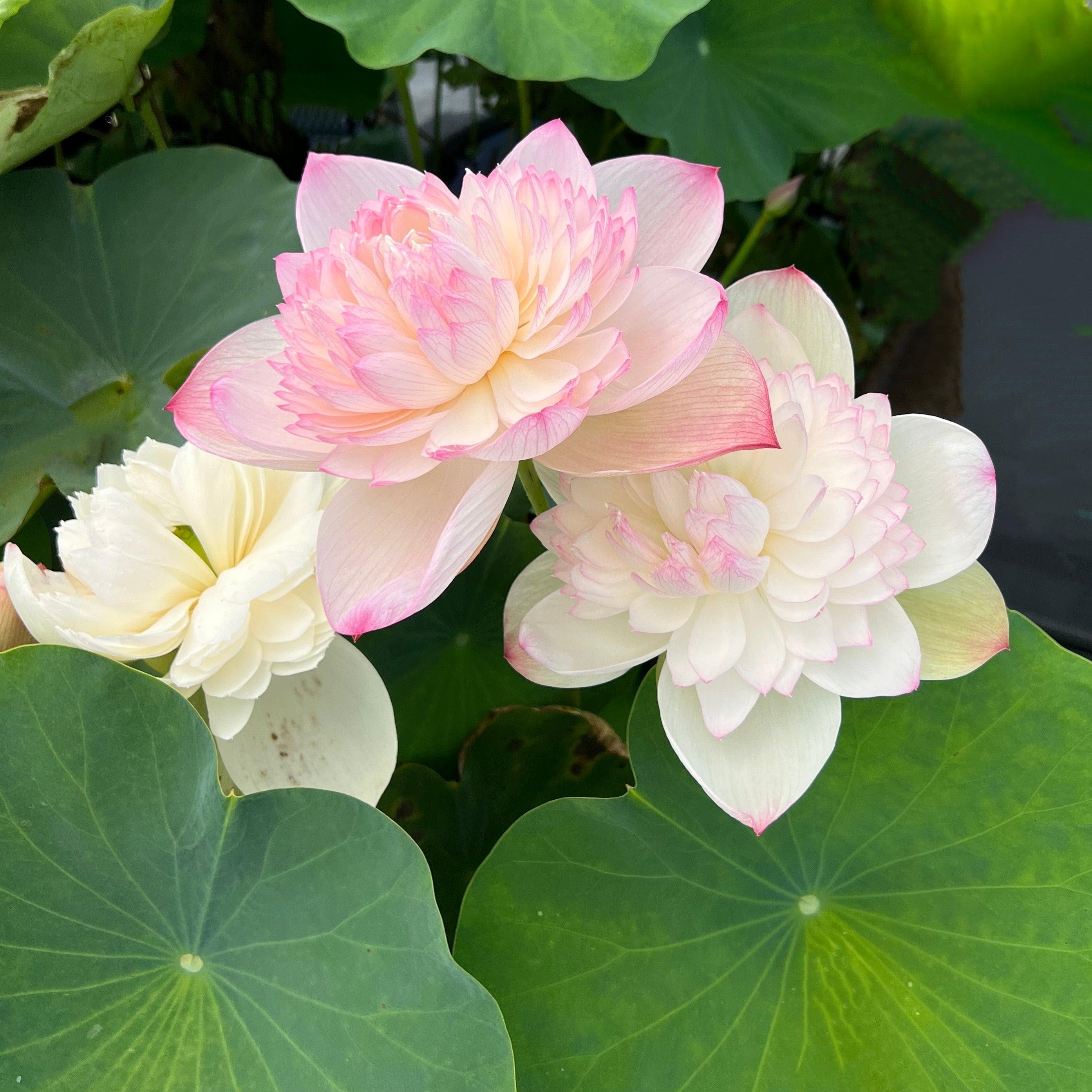 2024 Super - Our #1 Blooming Lotus (Bare Root) - Globalnestes
