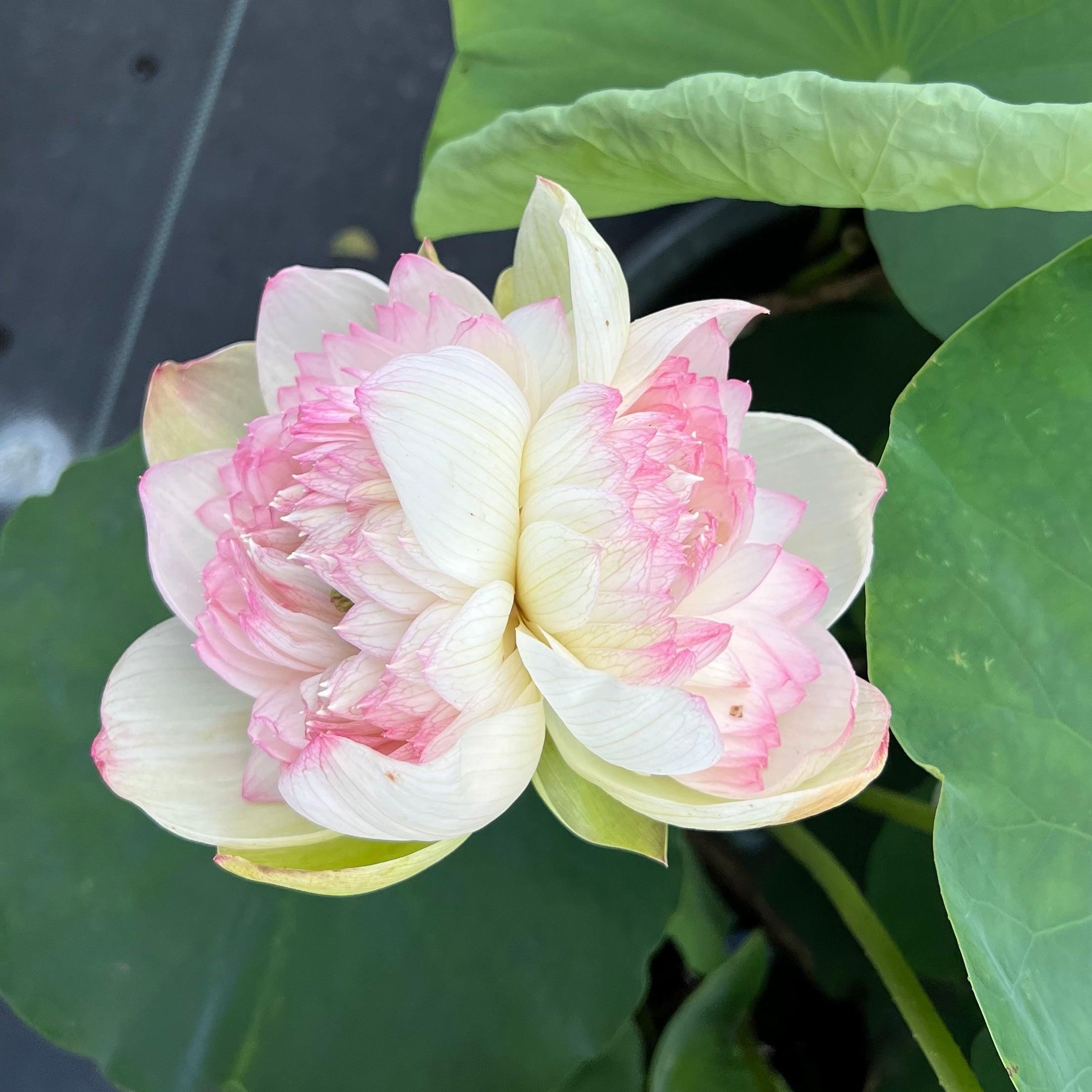2024 Super - Our #1 Blooming Lotus (Bare Root) - Globalnestes