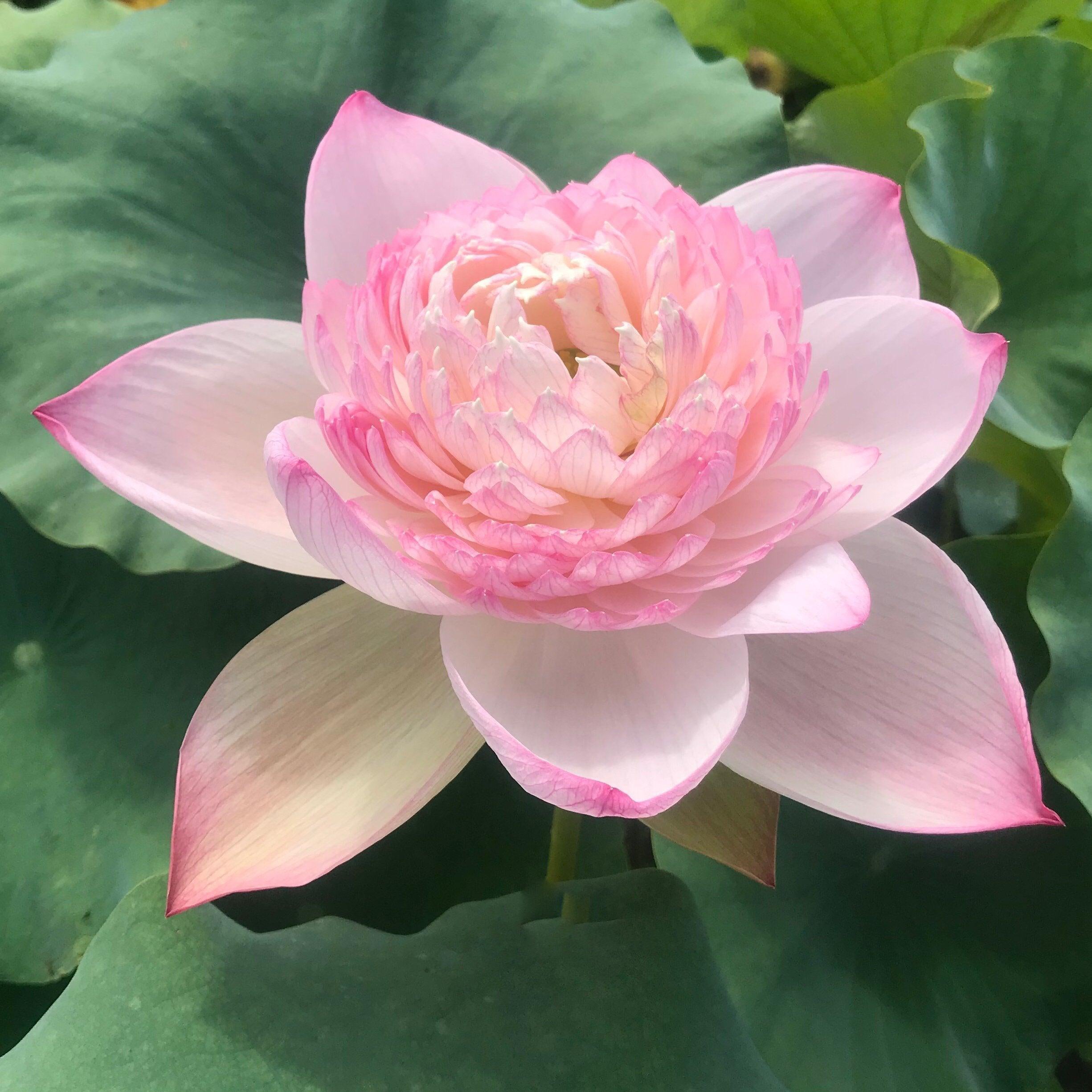 2024 Super - Our #1 Blooming Lotus (Bare Root) - Globalnestes