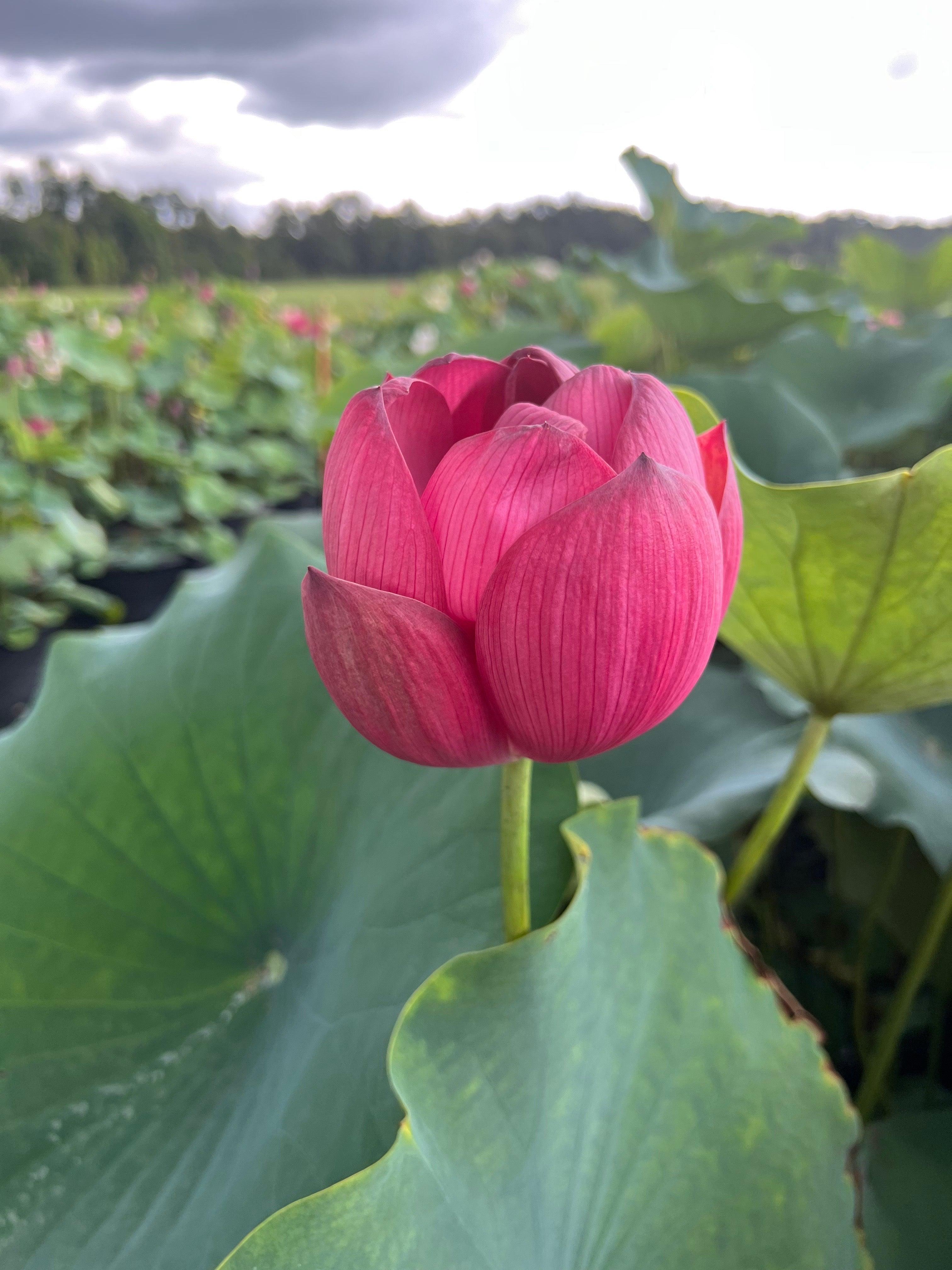 2024 Torch of Nanjing Lotus (Bare Root) - Globalnestes