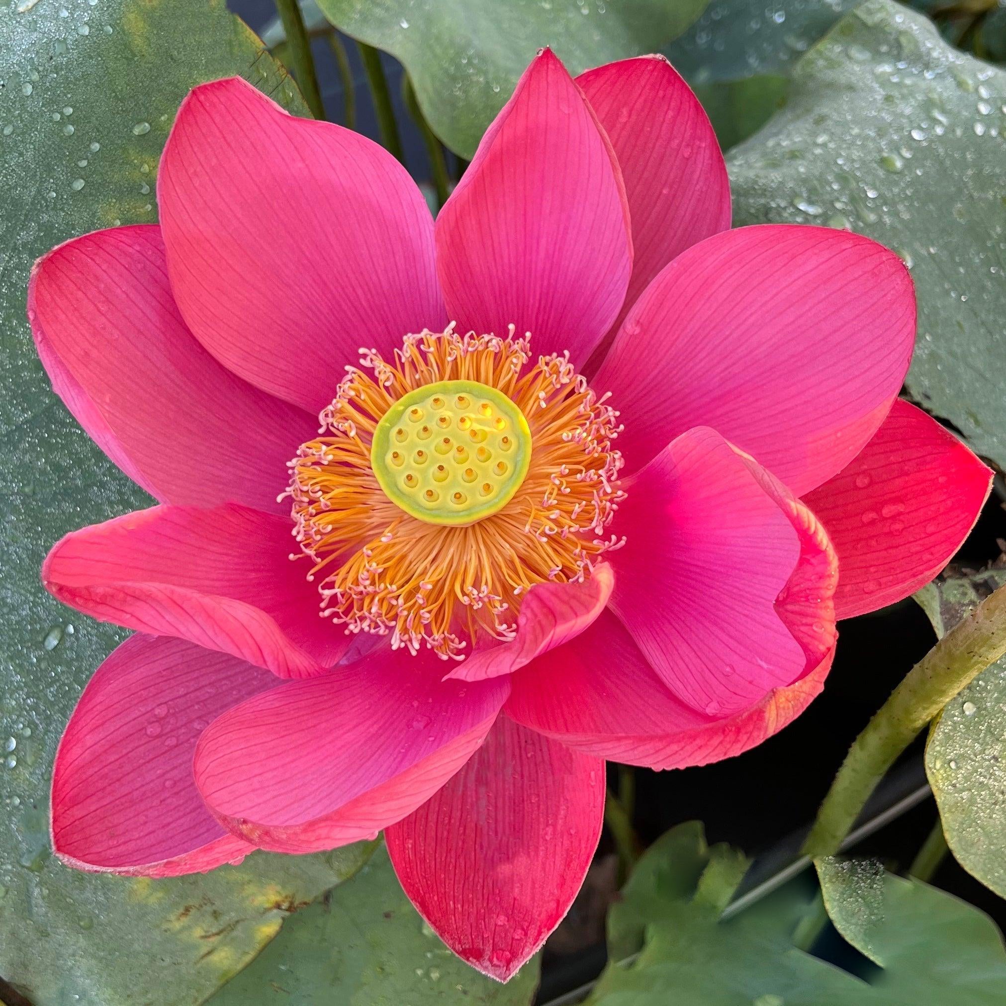 2024 Torch of Nanjing Lotus (Bare Root) - Globalnestes