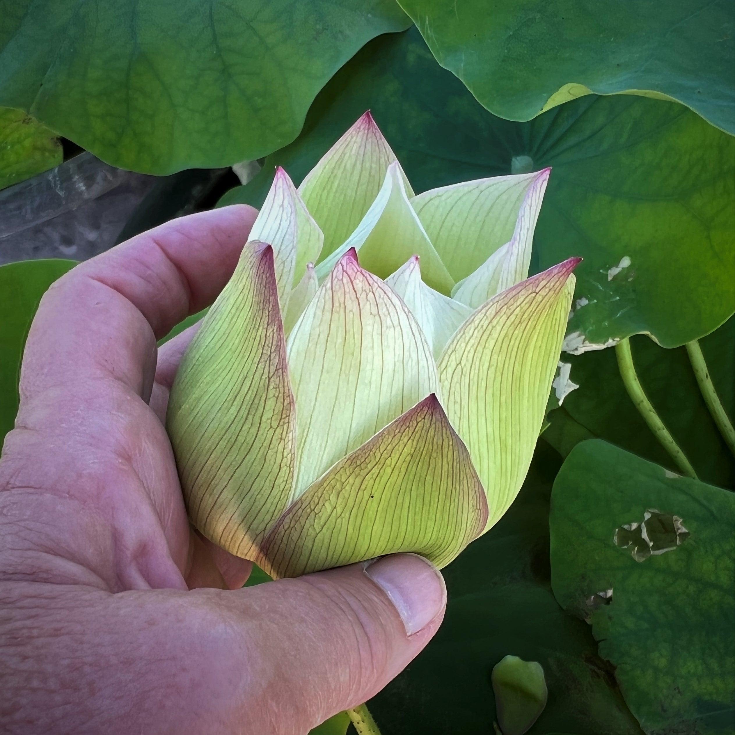 2024 Vermilion Inlaid Gold Lamp- Like Velvet Lotus (Bare Root) - Globalnestes