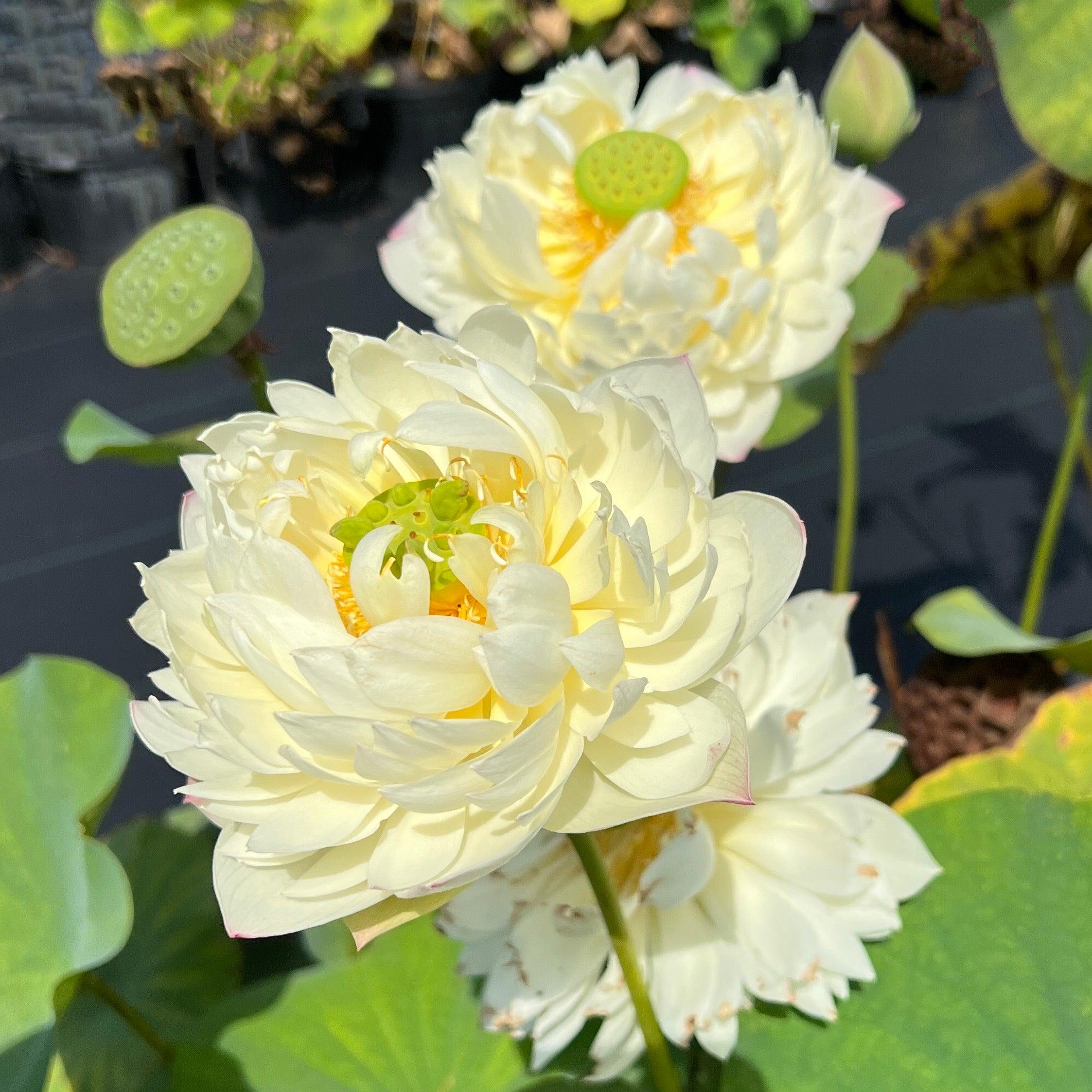 2024 Vermilion Lips Lotus (Bare Root) - Globalnestes