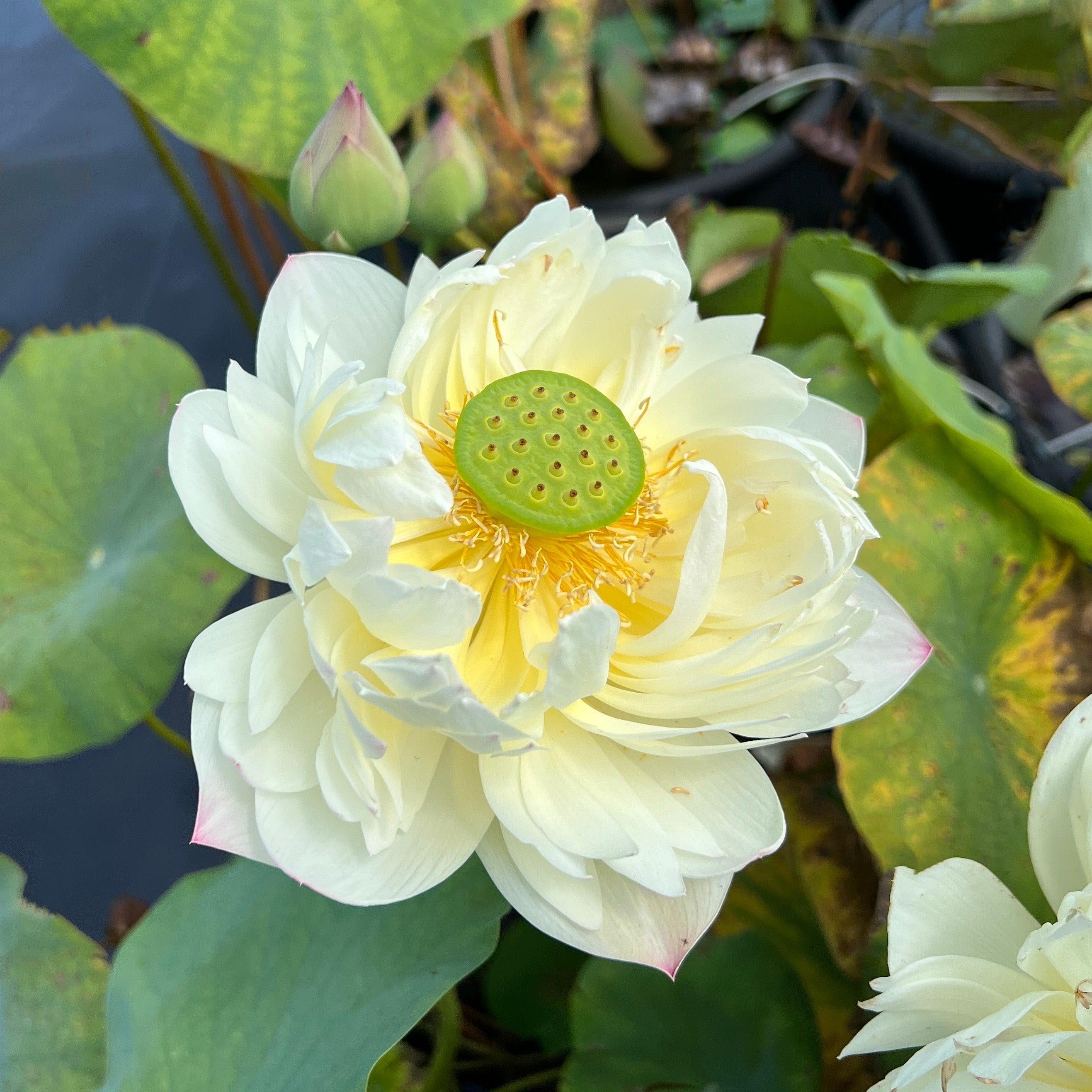 2024 Vermilion Lips Lotus (Bare Root) - Globalnestes