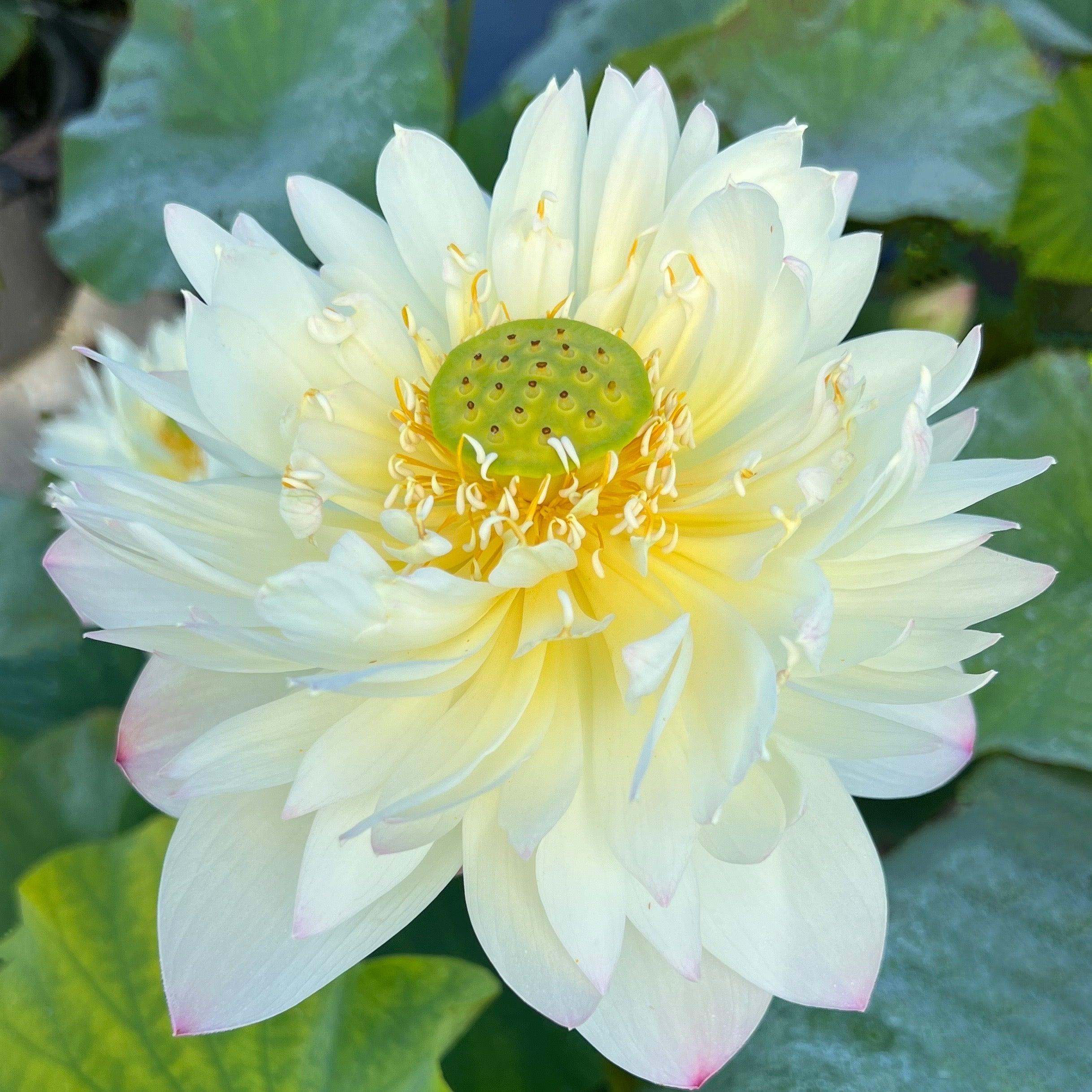 2024 Vermilion Lips Lotus (Bare Root) - Globalnestes