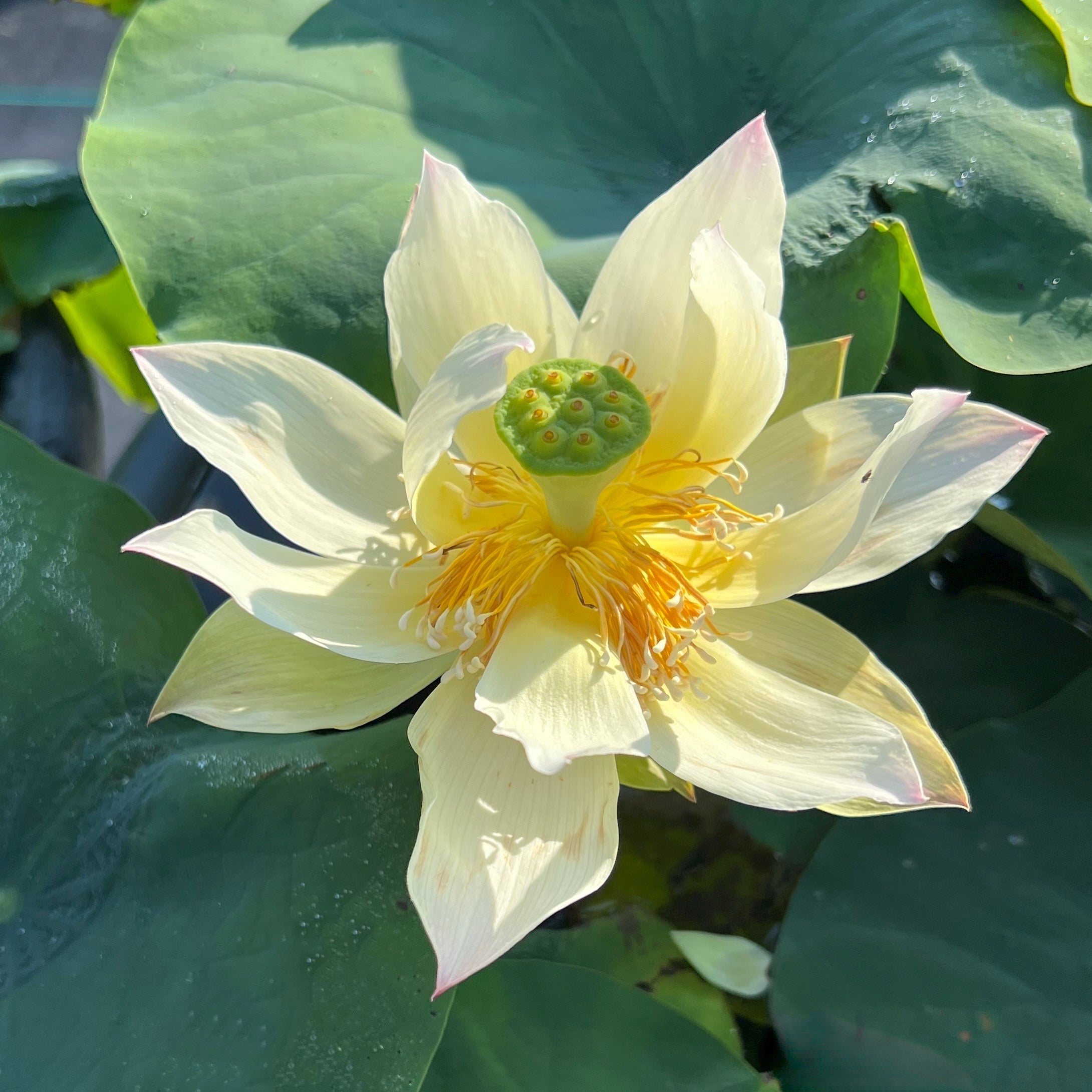 2025 Flower on Silk Road Lotus (Bare Root)