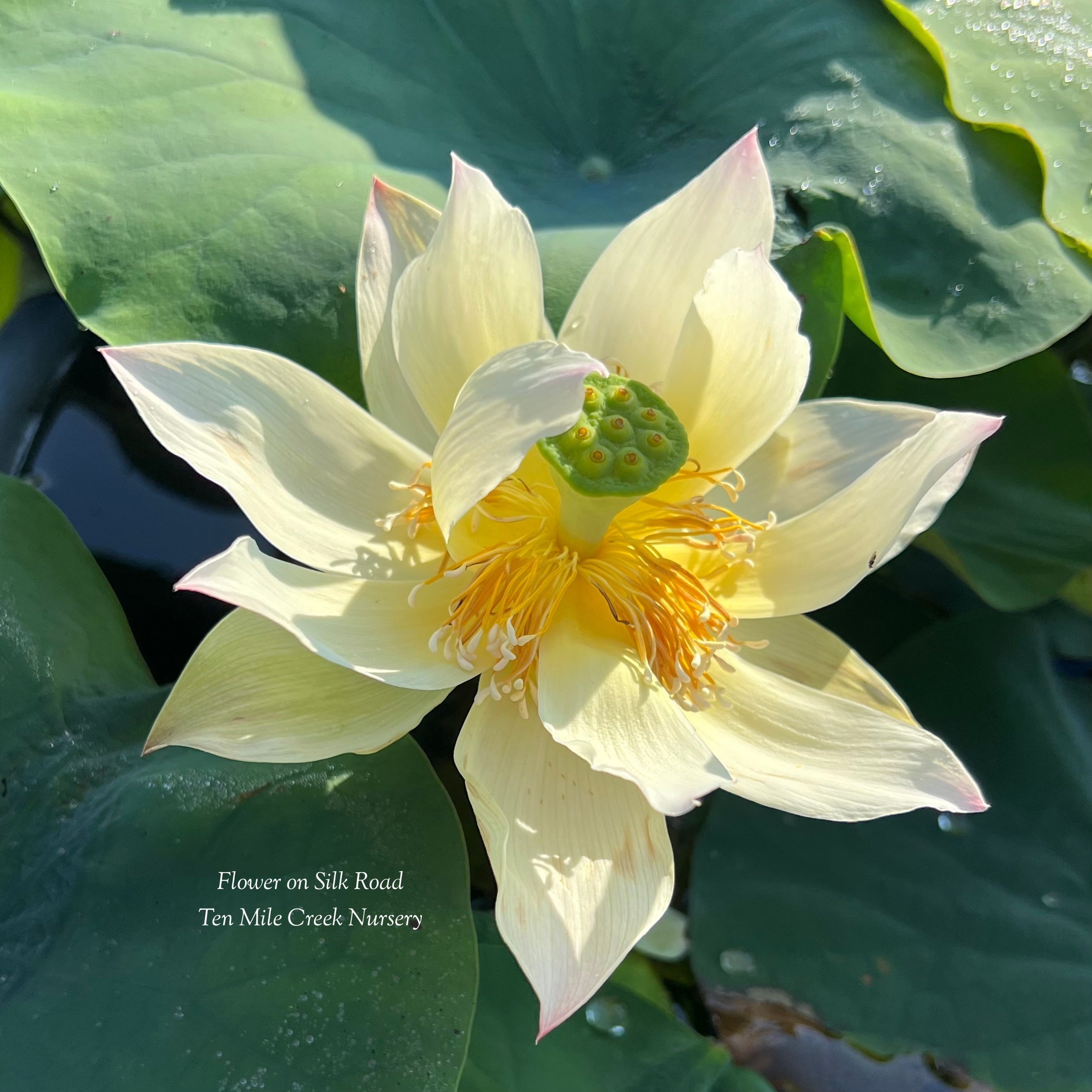 2025 Flower on Silk Road Lotus (Bare Root)